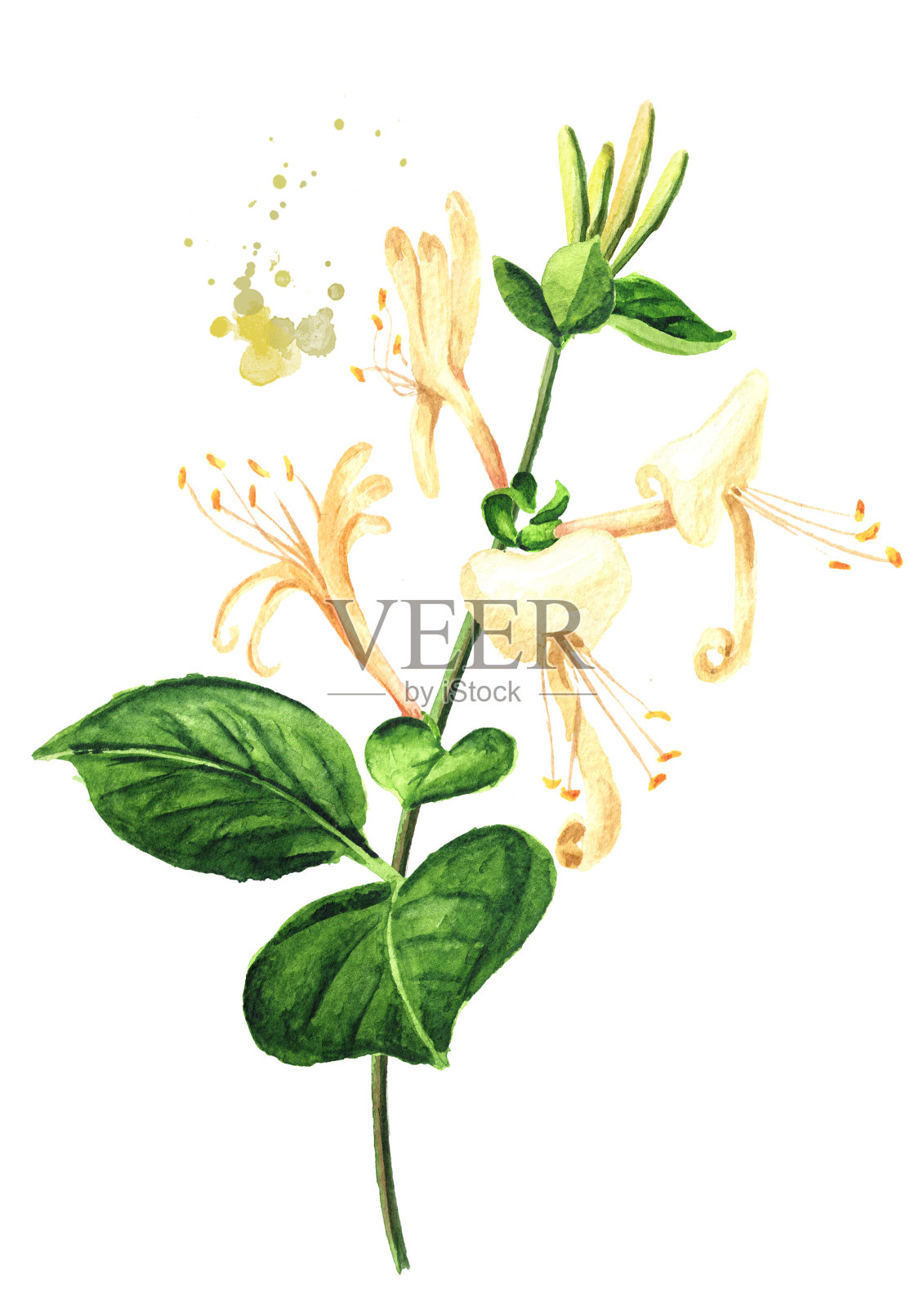 金银花的枝与花和叶水彩手绘插图孤立的白色背景插画图片素材