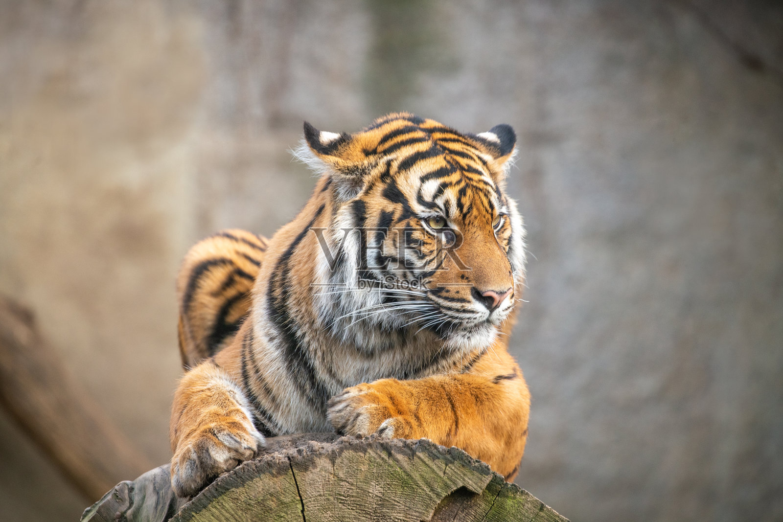 苏门答腊虎躺着，野生动物照片摄影图片
