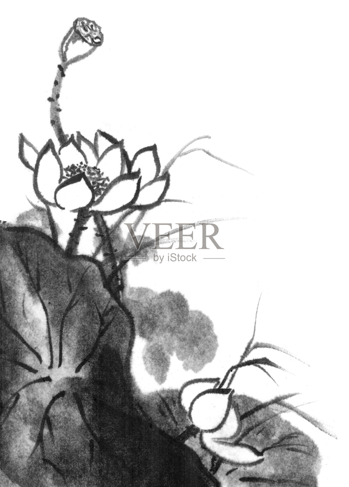 莲花、墨水的形象。手工墨荷花在白色的背景。日本传统水墨画。插画图片素材
