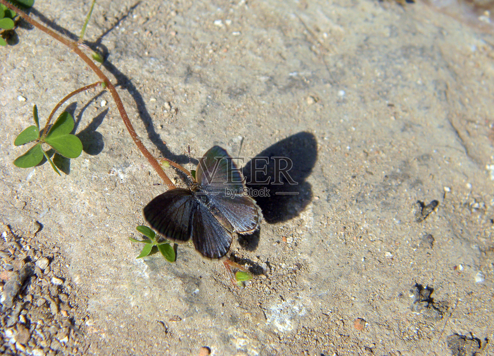匍匐植物上的黑草蓝蝴蝶(Oxalis corniculata)照片摄影图片