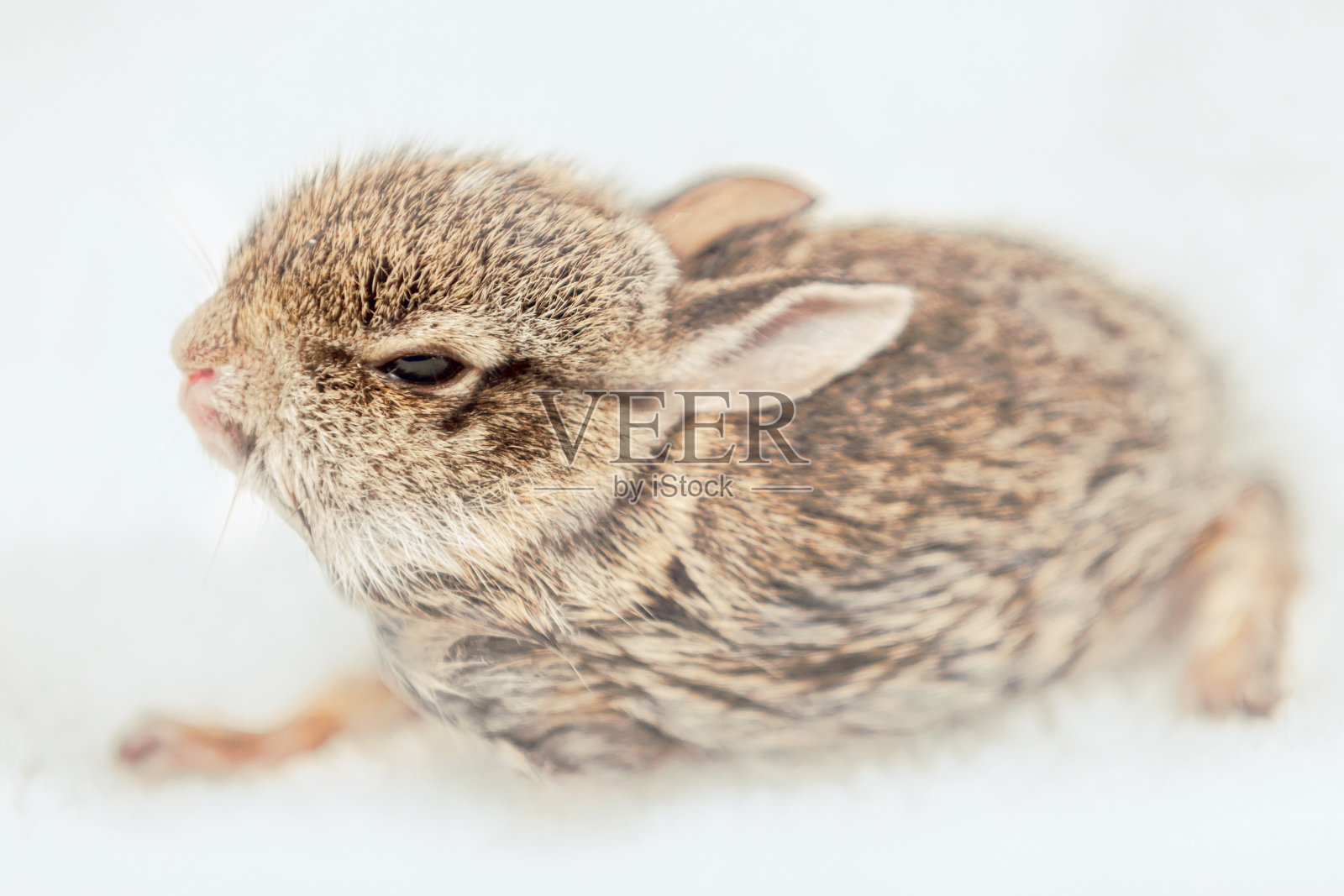 可爱的毛茸茸的小兔子照片摄影图片