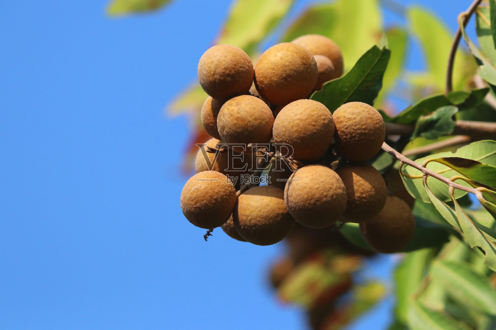 新鲜的龙眼在树枝上，泰国水果，美味的蓝天背景照片摄影图片