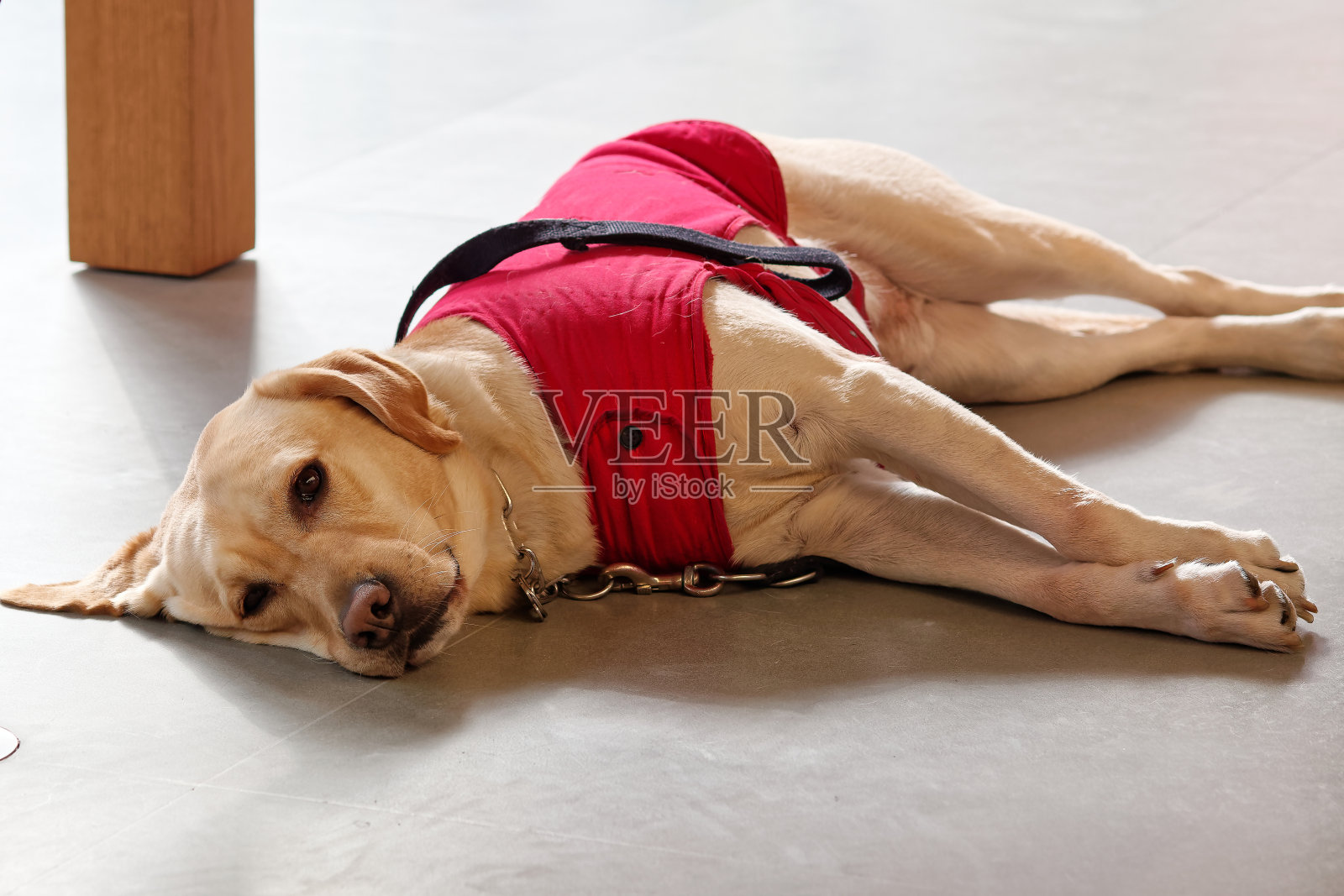 导盲犬穿着红色的狗衣服躺在地上，友好地看着摄像机，拉布拉多寻回犬是一种友好的狗，可以用来为盲人做导盲犬。照片摄影图片