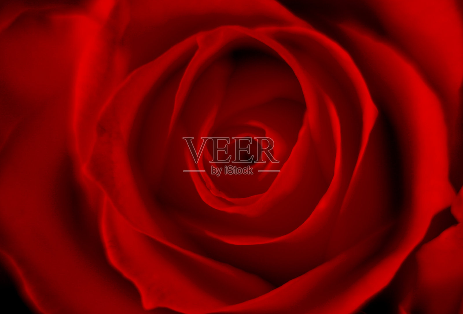 模糊的近距离微距充满活力的红玫瑰，完美的浪漫情人节贺卡花背景照片摄影图片