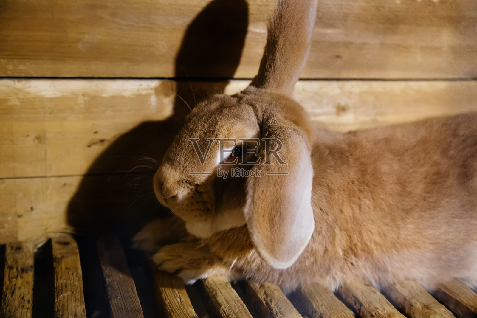 在农场的木笼子里的棕色兔子照片摄影图片
