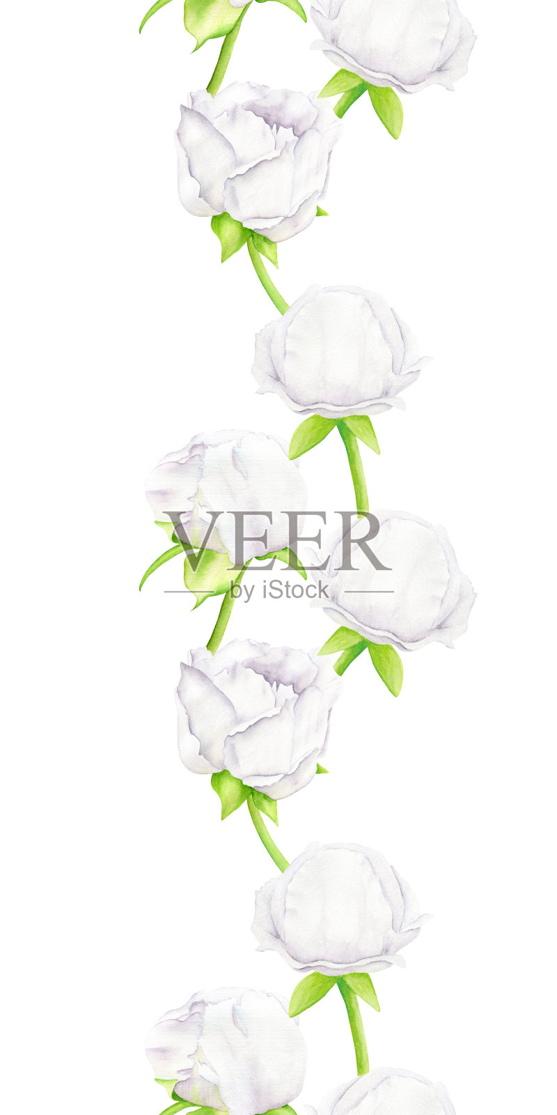 白色水彩牡丹花与花蕾无缝边框图案。手绘模板插图上的白色背景。贺卡、墙纸、请柬、婚礼装饰、印刷设计。插画图片素材