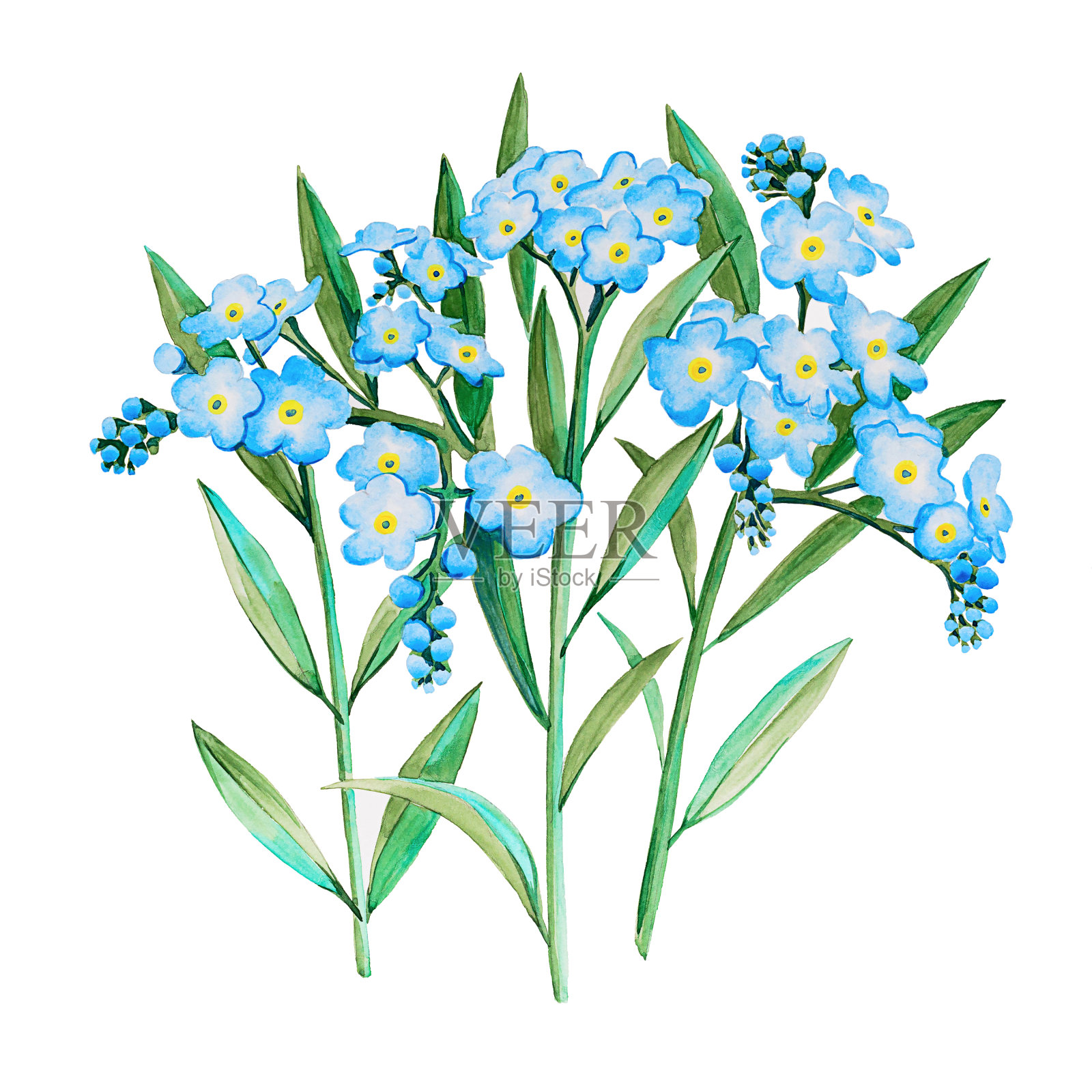 水彩手绘勿忘我肌炎花插图。三根小树枝上开着许多浅蓝色的花。插画图片素材
