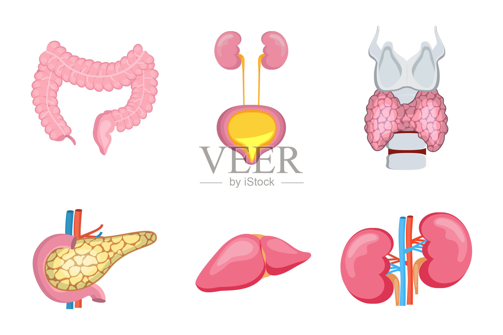 人体内部器官，如肝、肾。胰腺，结肠，甲状腺在白色背景上分离。卡通图标解剖学矢量医学概念，网络插画图片素材