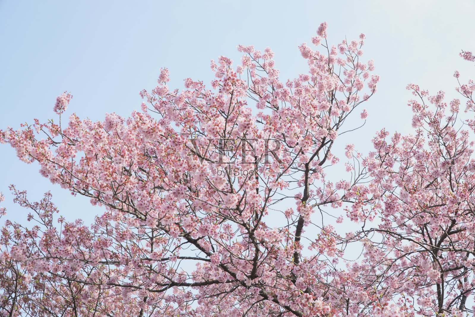 蓝色的天空和美丽盛开的粉红色樱花照片摄影图片