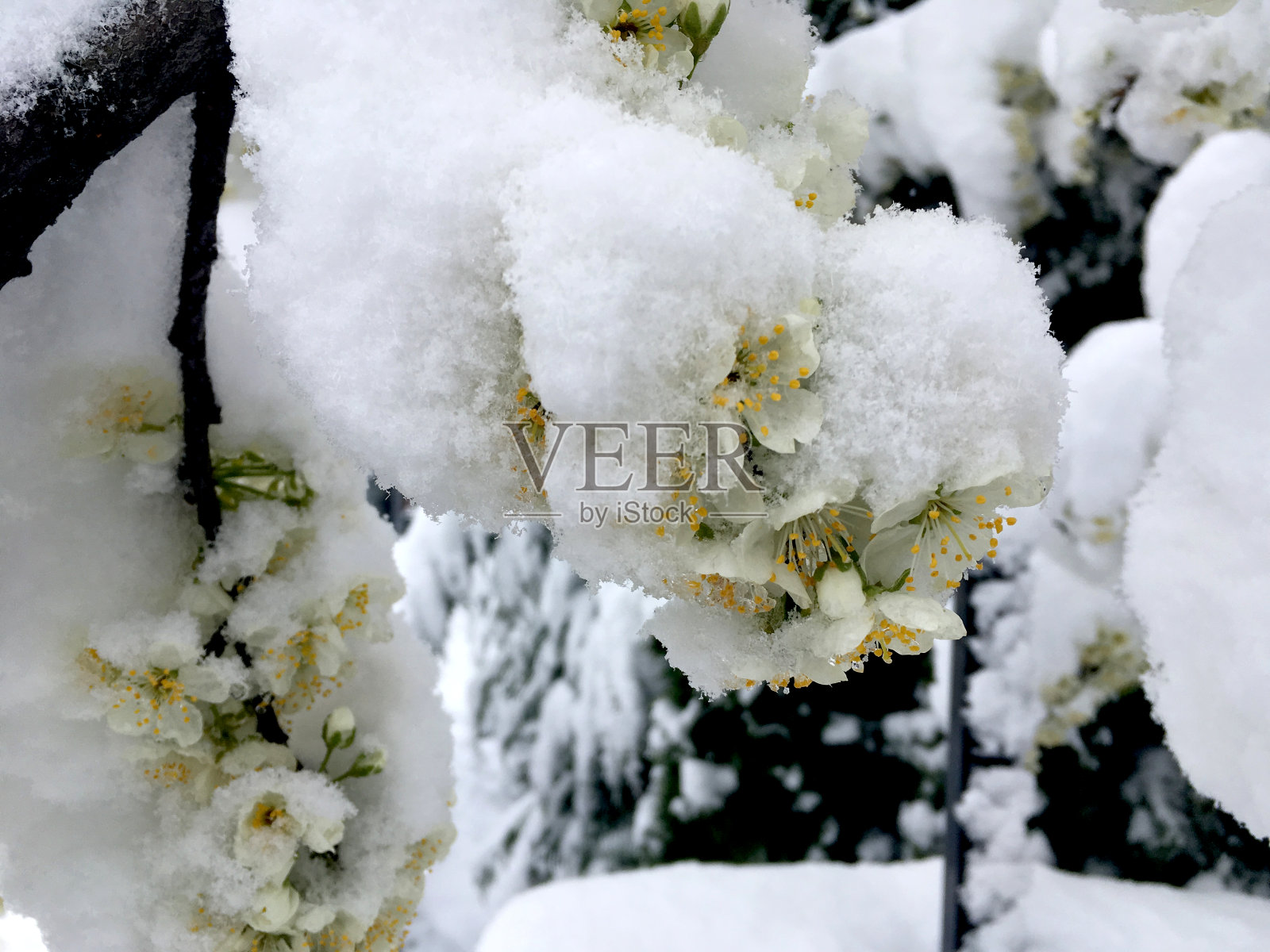 戏剧性的景色，盛开的菩提花覆盖在雪照片摄影图片