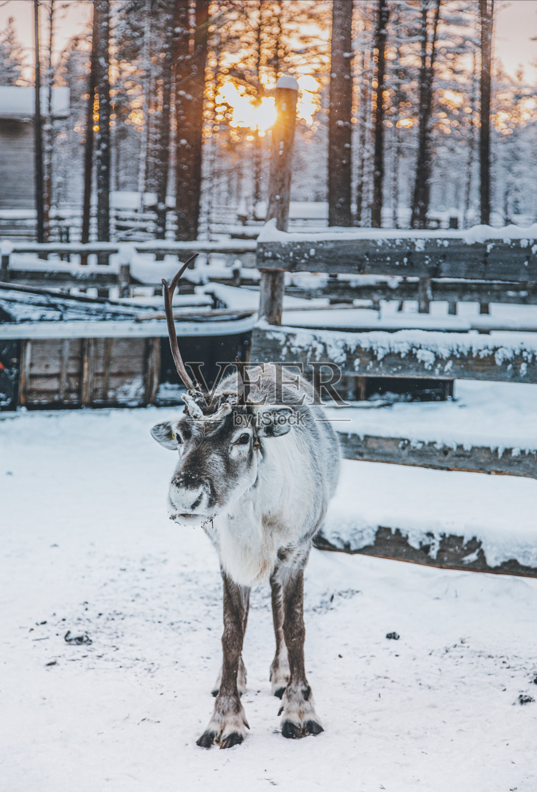 芬兰拉普兰的驯鹿站在雪地上照片摄影图片