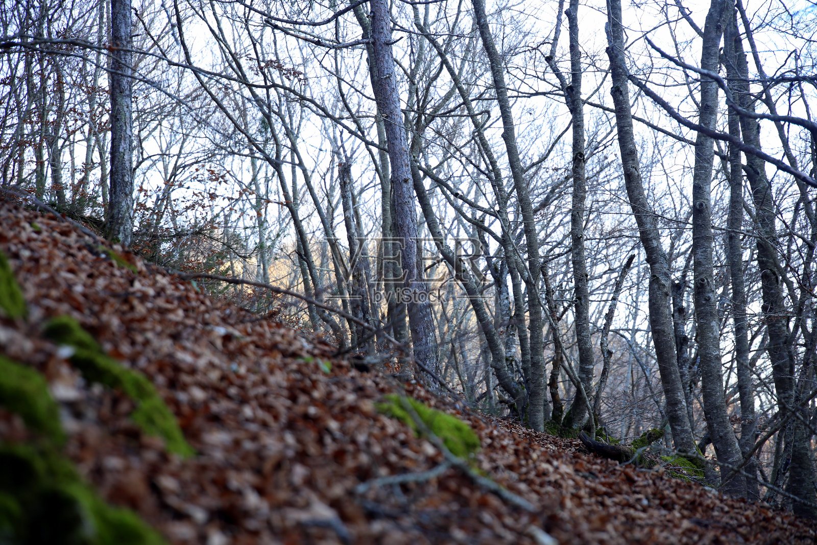 山毛榉树干具有陡峭的矮生照片摄影图片