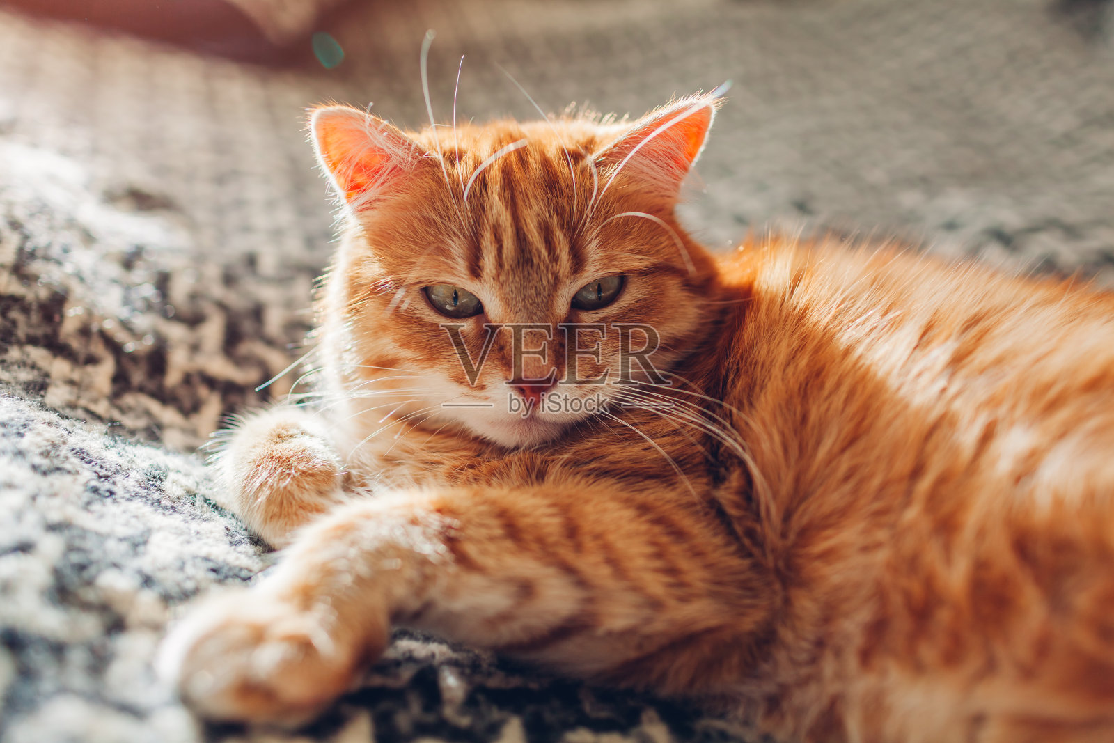 小姜猫躺在客厅的沙发上，躺在毯子上。宠物在家里享受阳光照片摄影图片