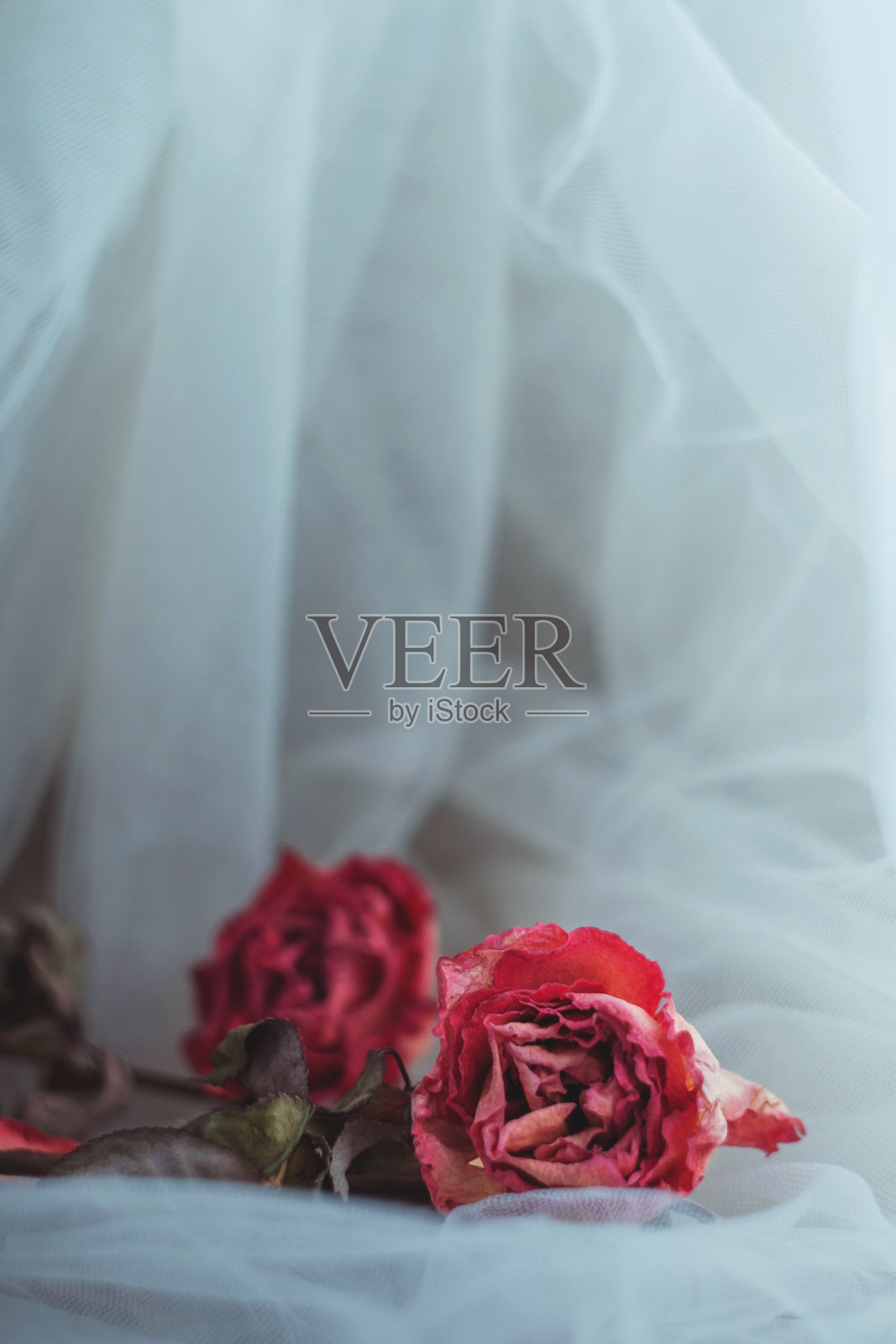 乳白色面纱背景上的两朵干红玫瑰。垂直组成照片摄影图片