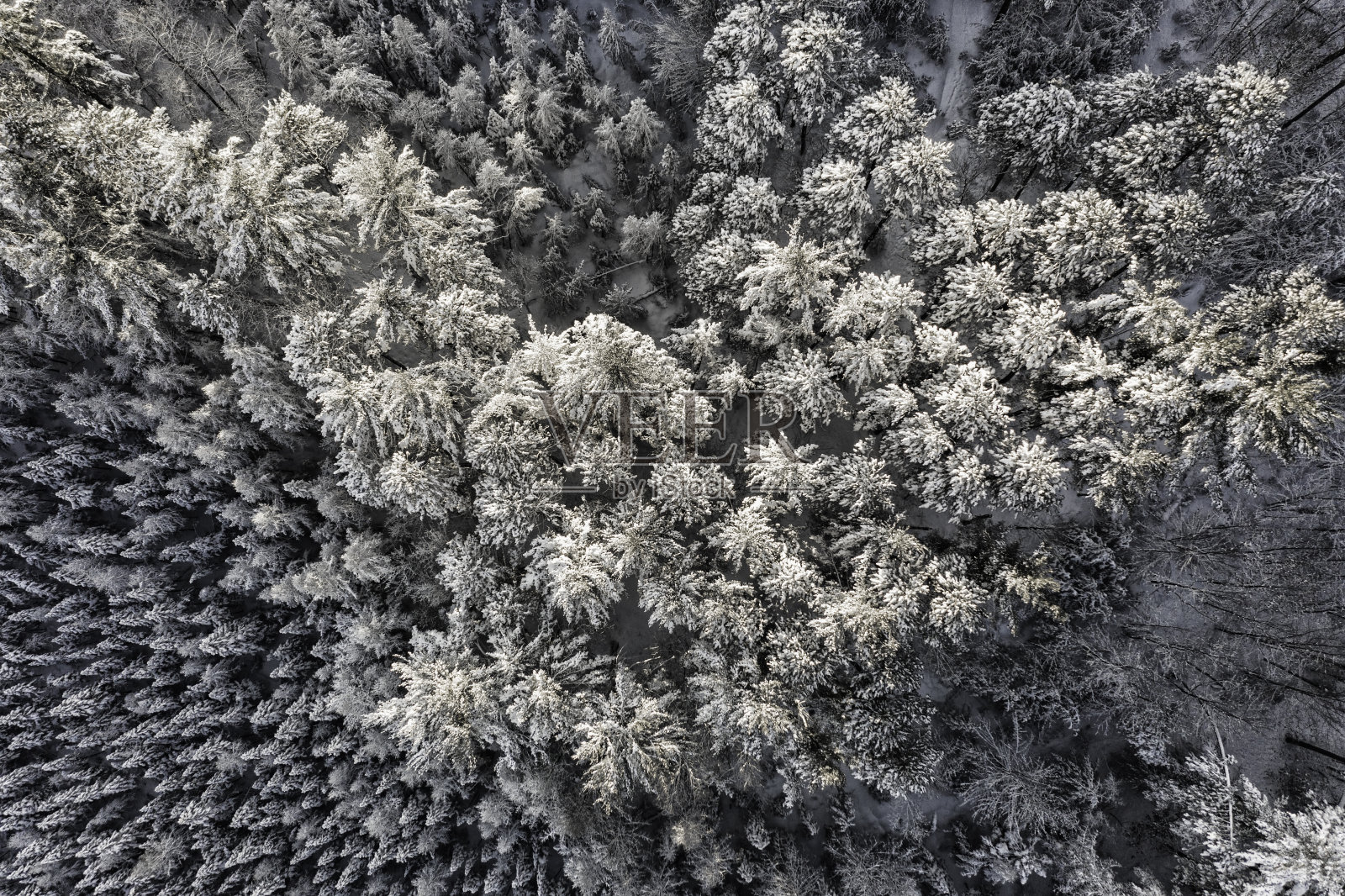 鸟瞰图的木材树顶被新雪覆盖照片摄影图片