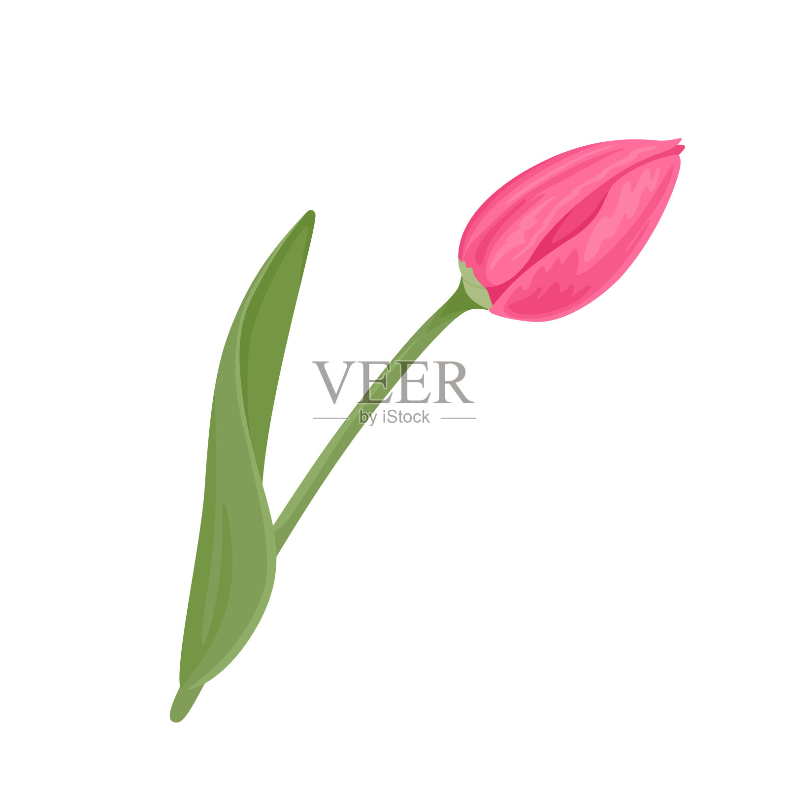 粉红色郁金香，绿色茎和叶孤立在白色背景上。矢量插图在卡通平面风格。春天的花朵图标。设计元素图片