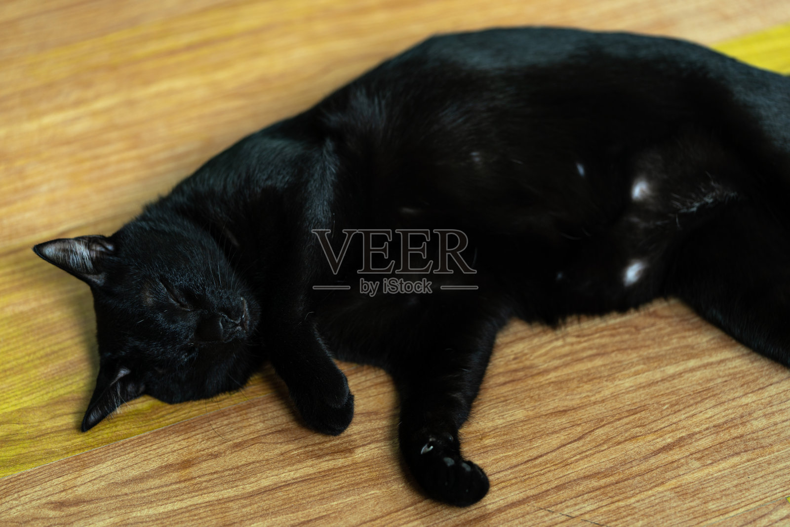 一只黑肥猫睡在木地板上照片摄影图片