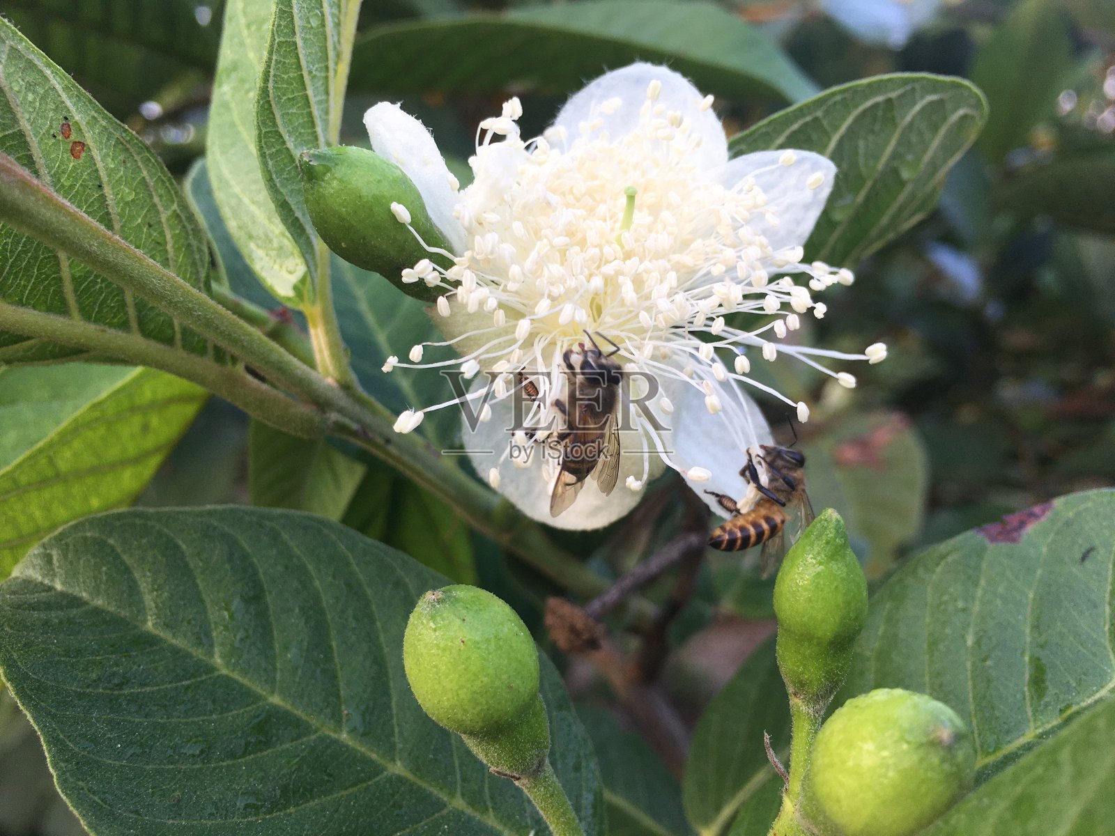 蜜蜂以花粉中的花蜜为食照片摄影图片