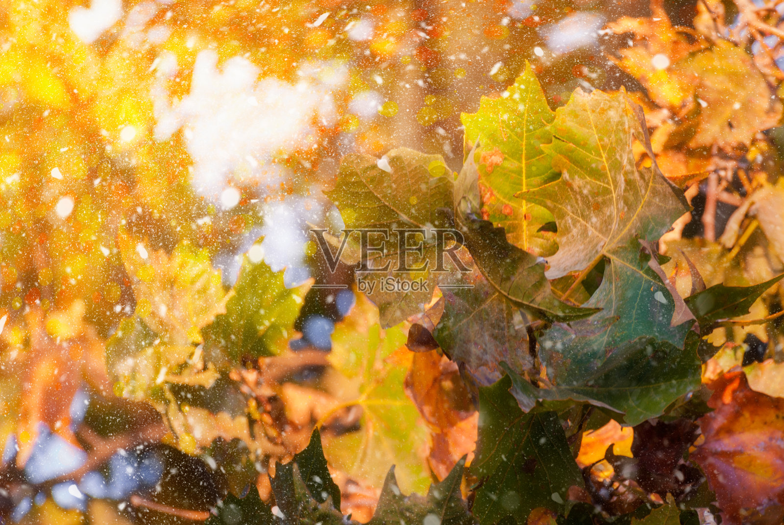 秋天公园里五颜六色鲜艳的树叶。秋天的背景。美丽的大自然照片摄影图片