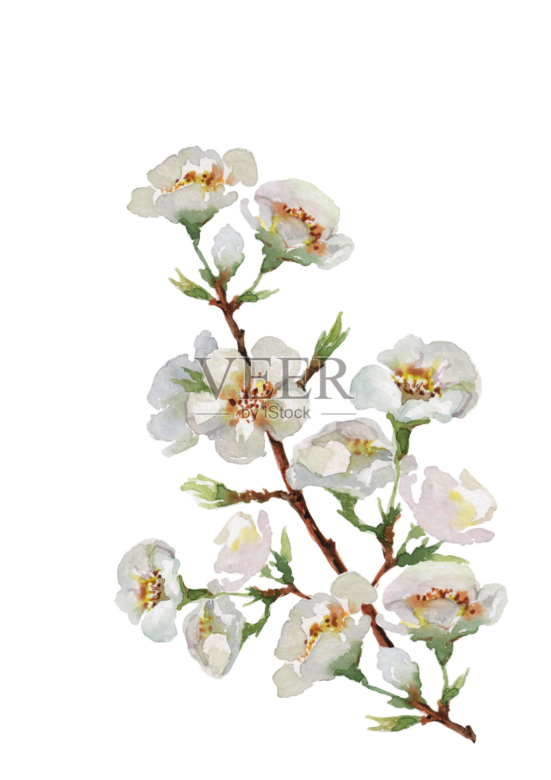白色背景上盛开的樱桃枝。水彩。插画图片素材