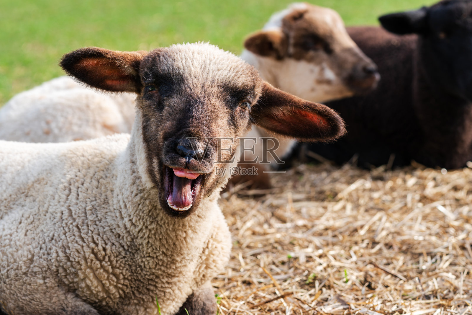 一个疯狂的绵羊的特写，一个可爱的小羊羔与滑稽的脸看着相机。两只小羊坐在模糊的背景中。幸福的概念，疯狂的，幽默的，放养的照片摄影图片