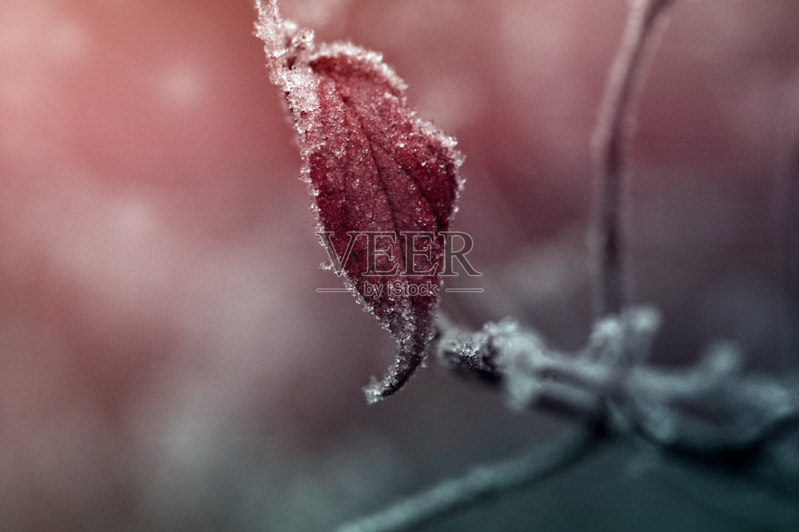 在霜针上的树枝上的叶子。植物有白霜照片摄影图片
