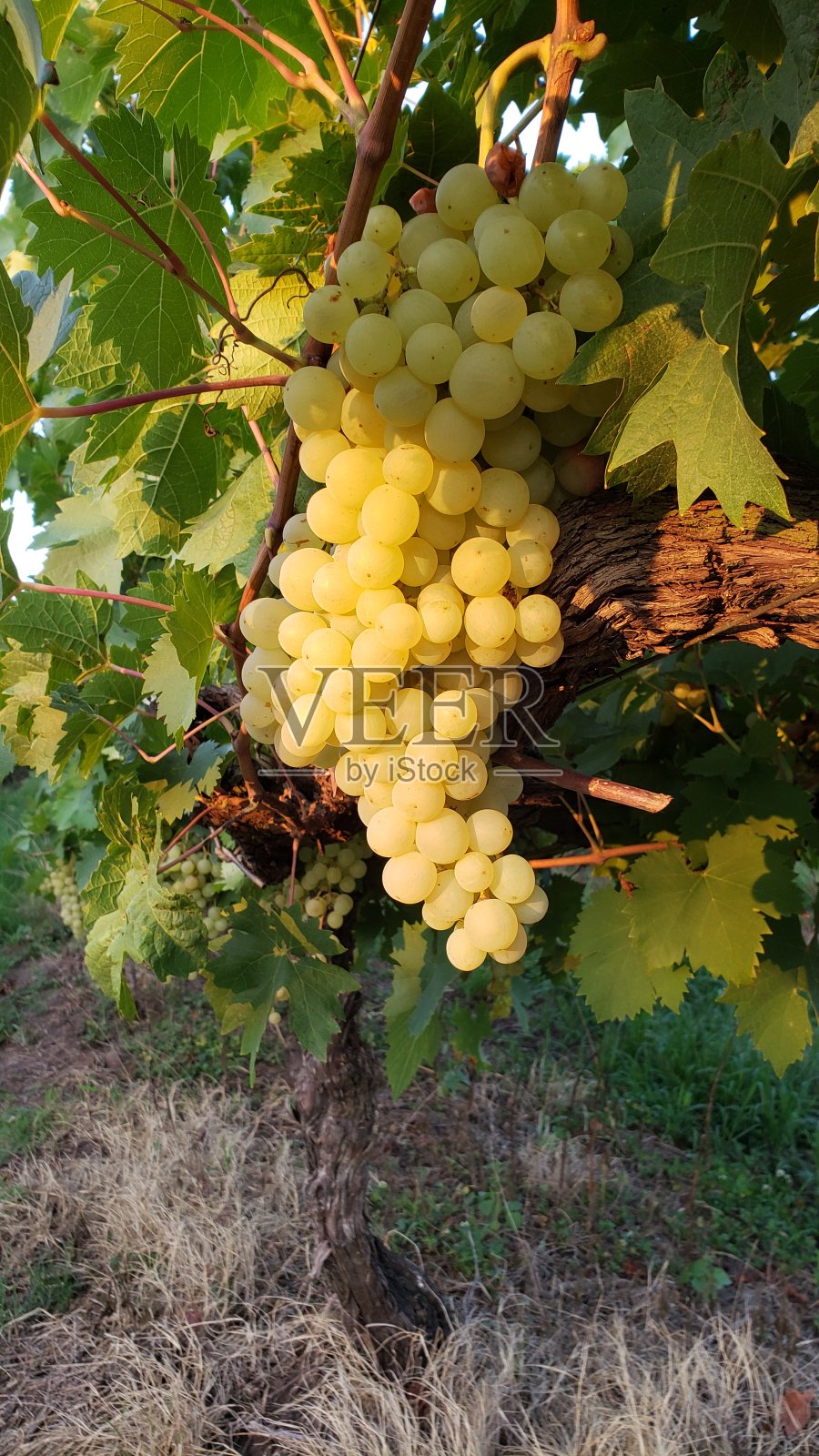 乌拉圭grapes.18照片摄影图片