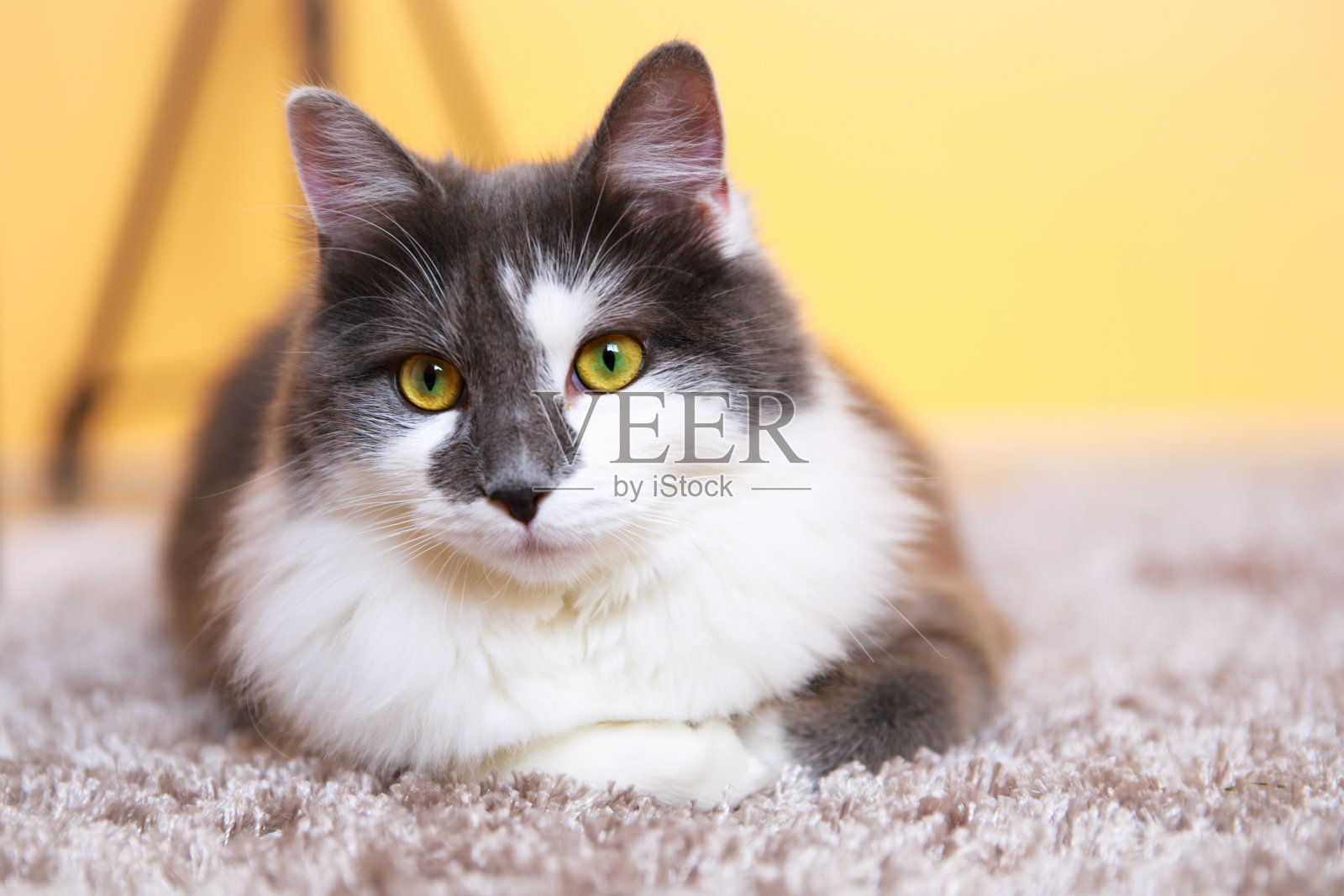 灰色和白色的长毛猫，黄色的眼睛。照片摄影图片