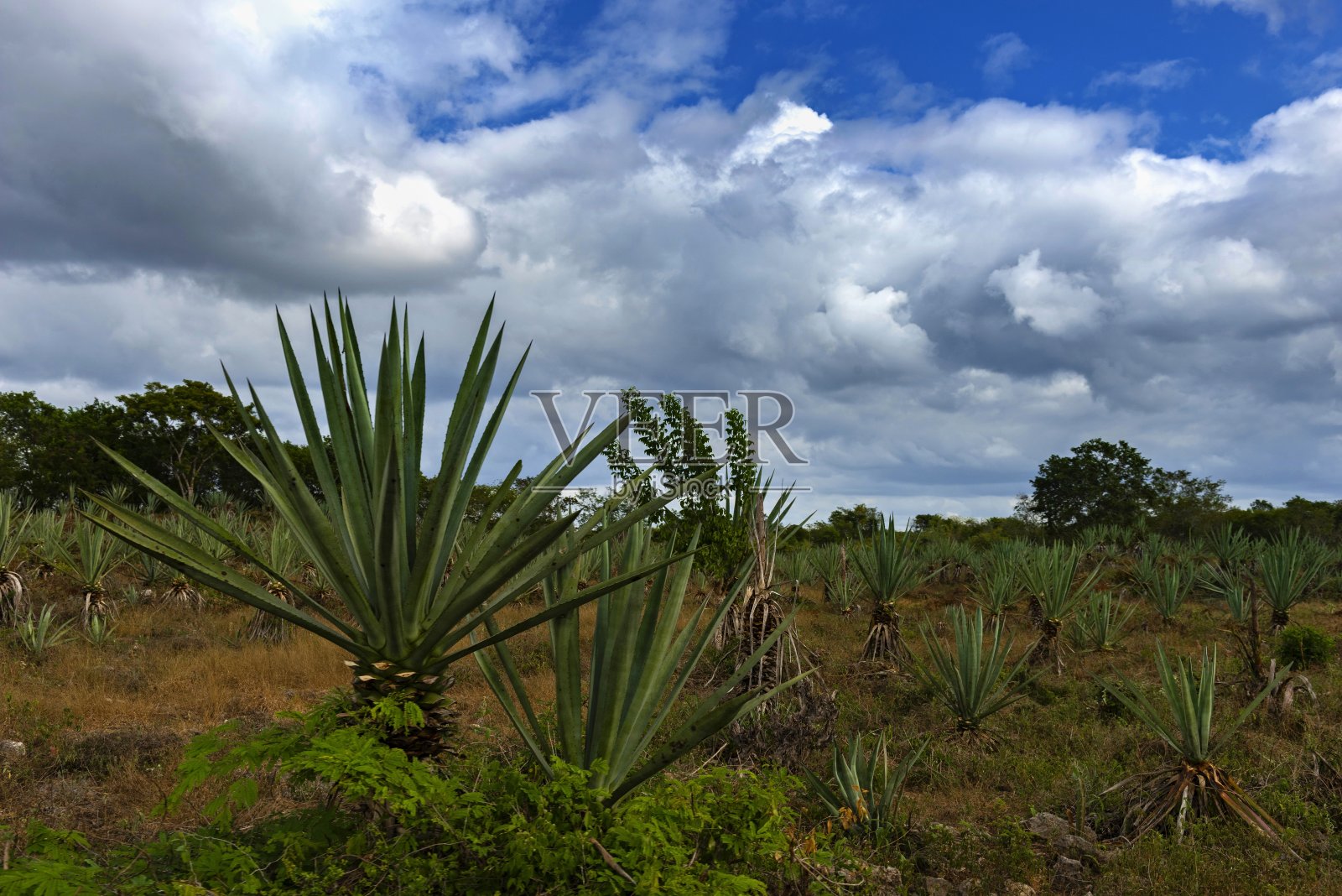 尤卡坦半岛的龙舌兰田照片摄影图片