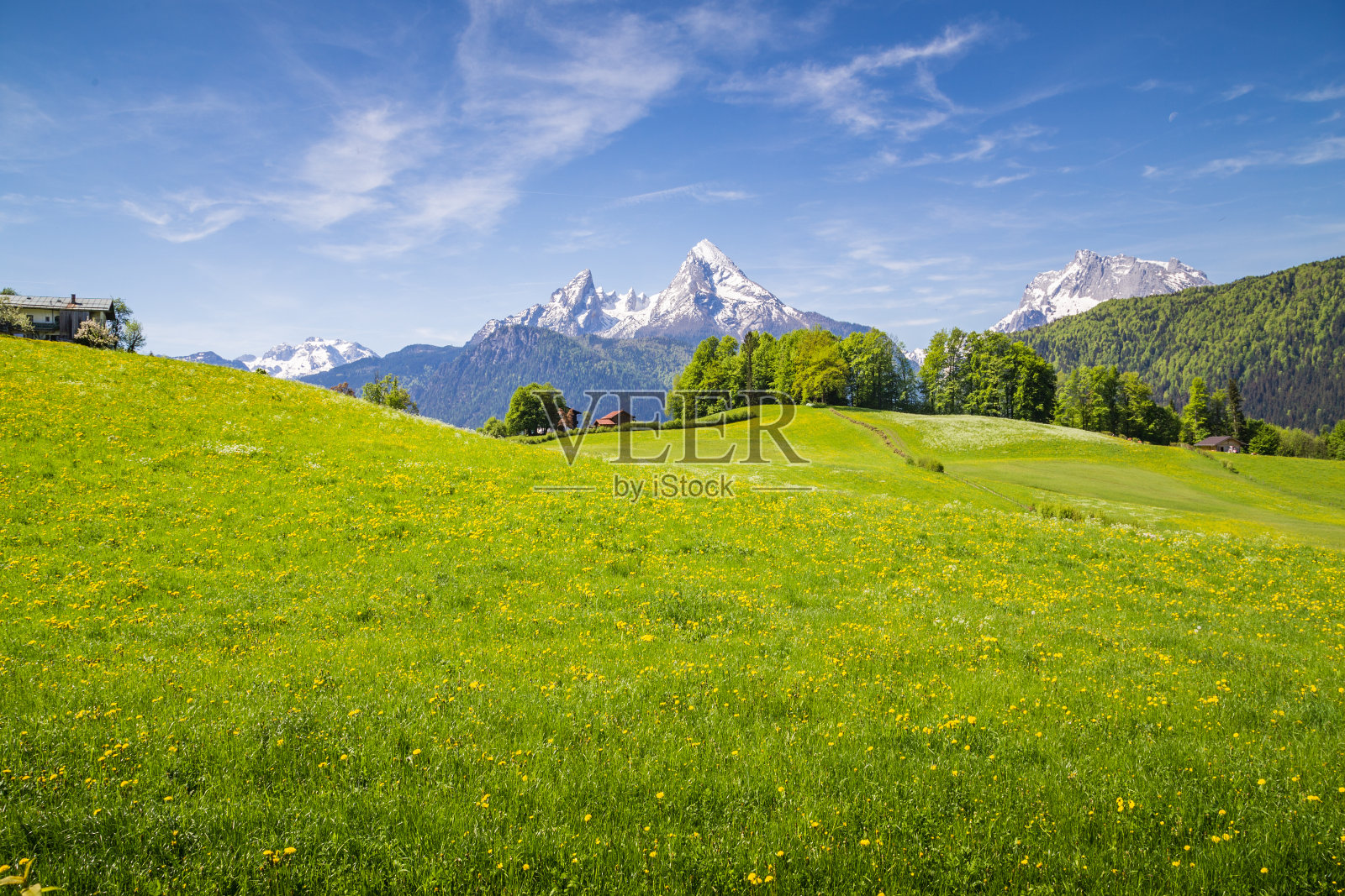 春天，阿尔卑斯山的田园风光，盛开的草地和白雪皑皑的山峰照片摄影图片