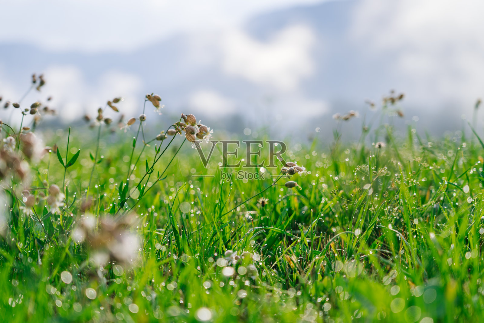 新鲜的绿草与露珠在早晨阿尔卑斯山草地。照片摄影图片