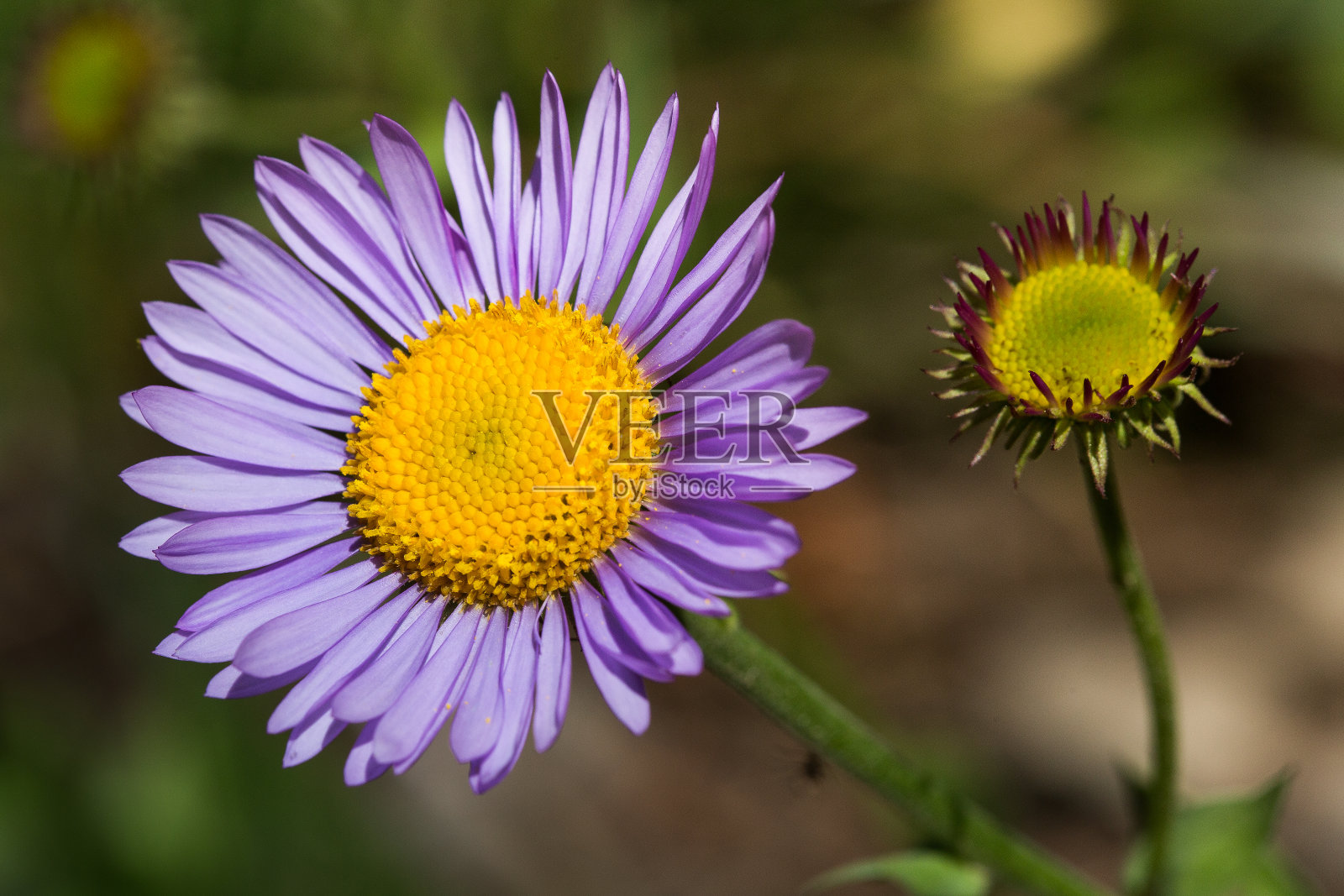 紫花植物野外特写照片摄影图片