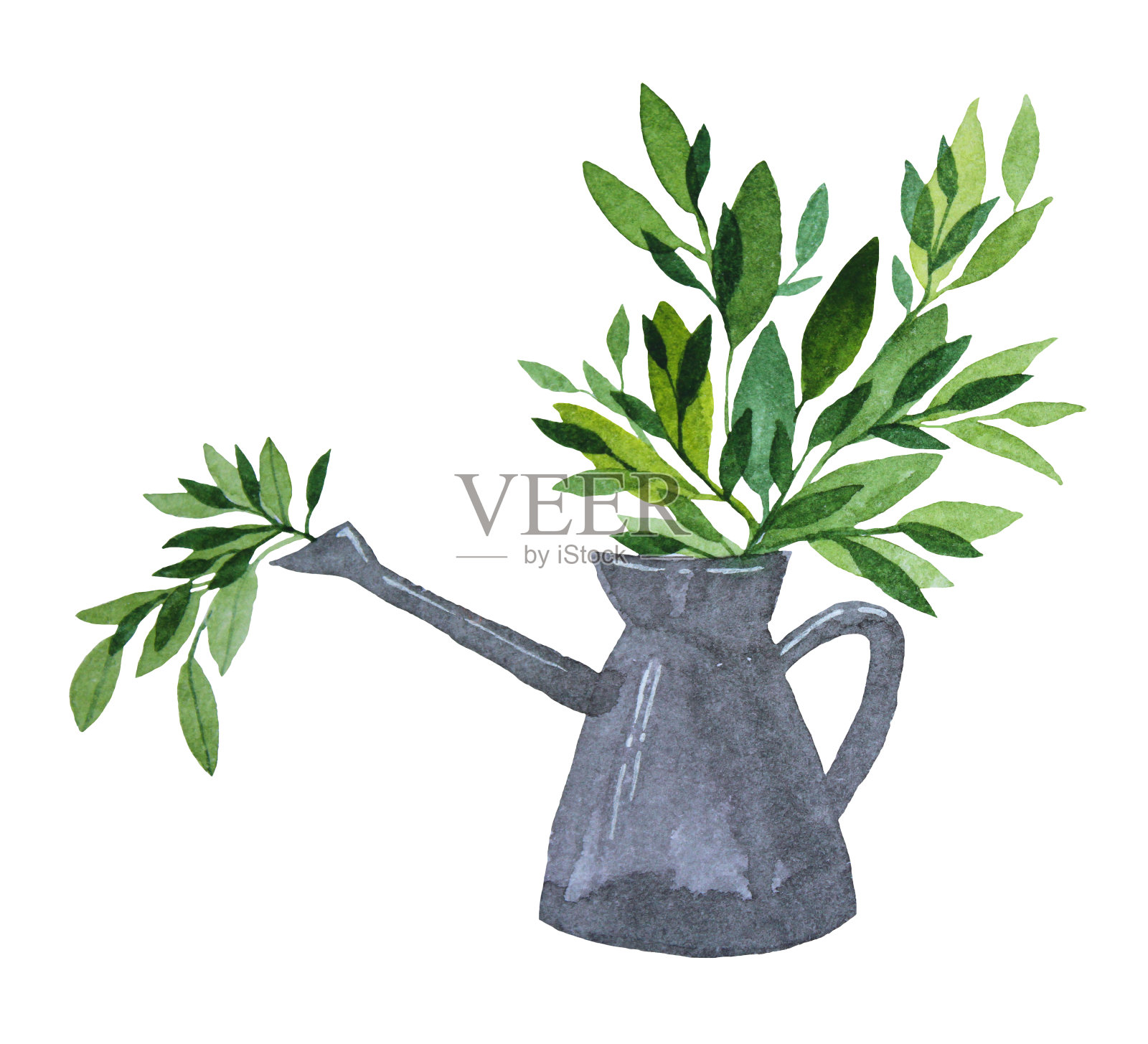 水彩绿色植物在浇水罐孤立在白色背景插画图片素材