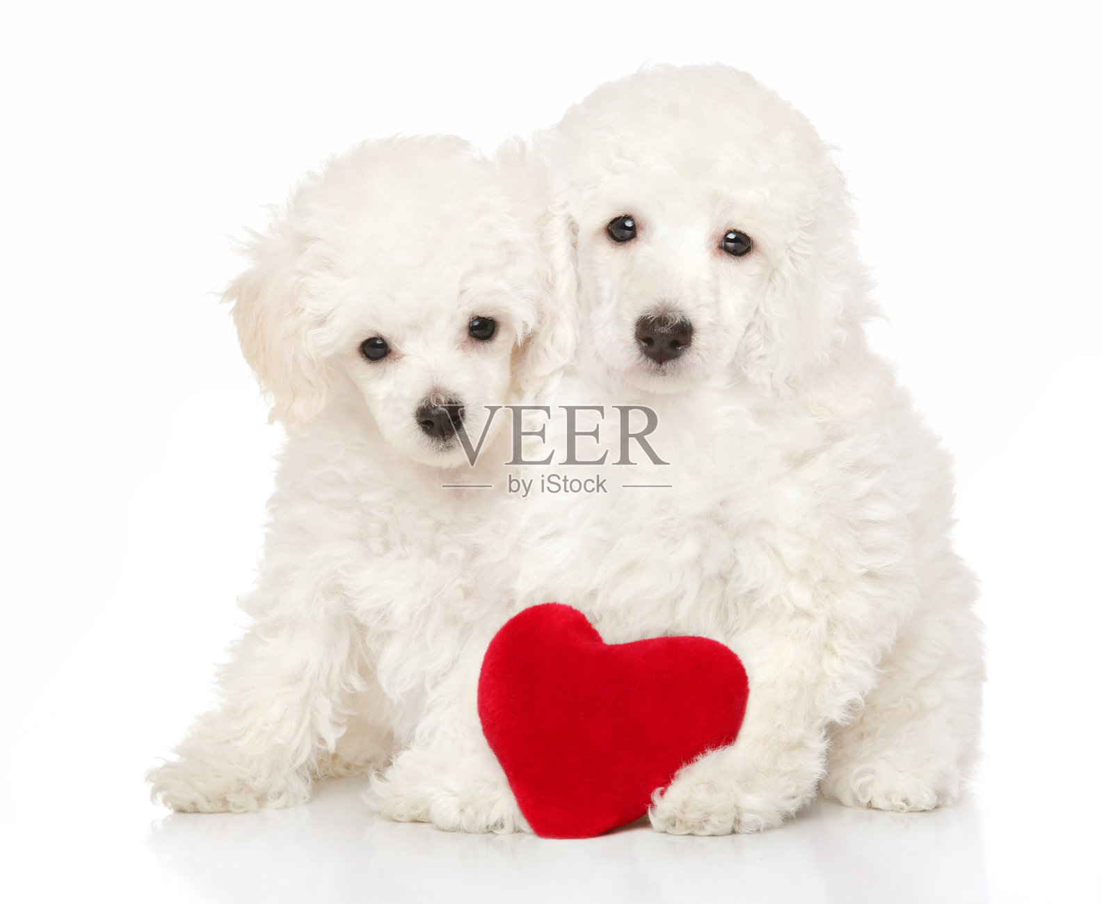 两只可爱的狮子狗狗坐在一个红心照片摄影图片