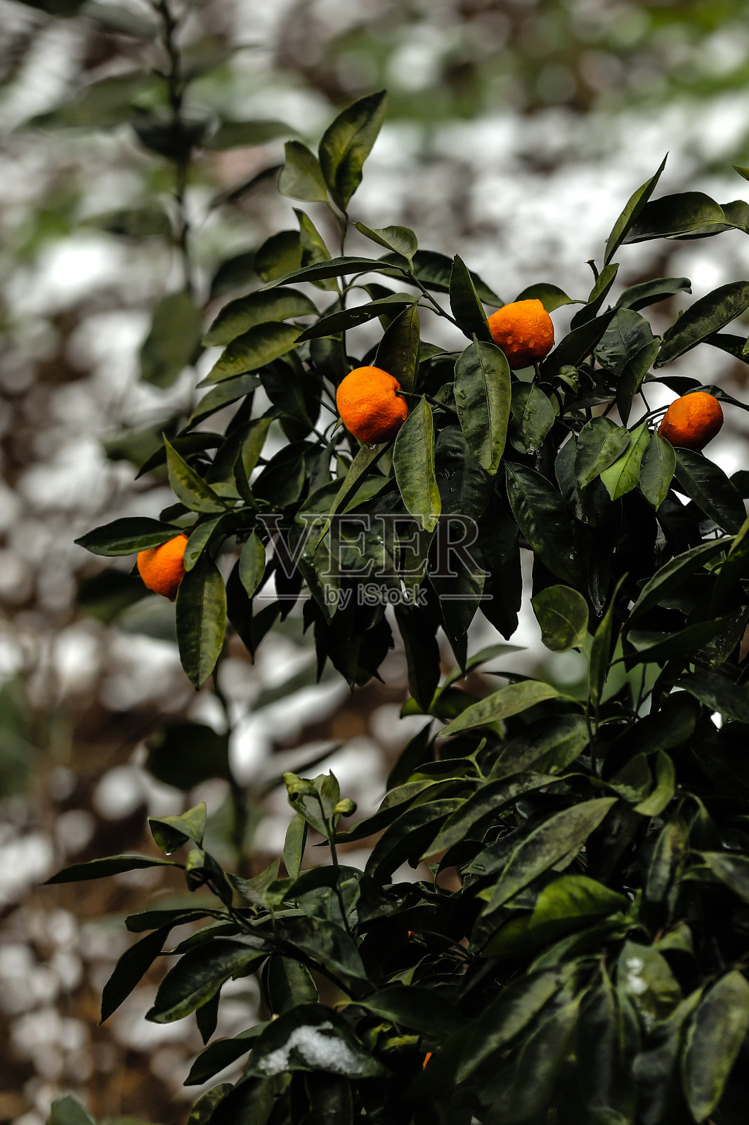 天然的橘子在枝头照片摄影图片