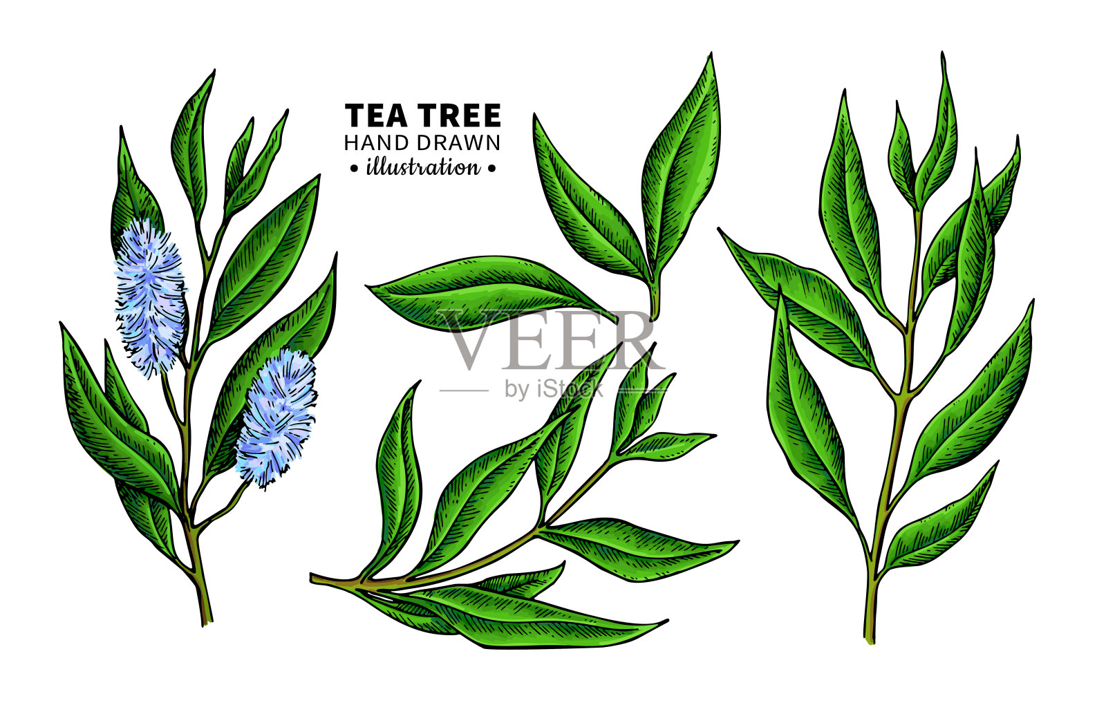 茶树矢量图。孤立的药用植物vintage插图设计元素图片