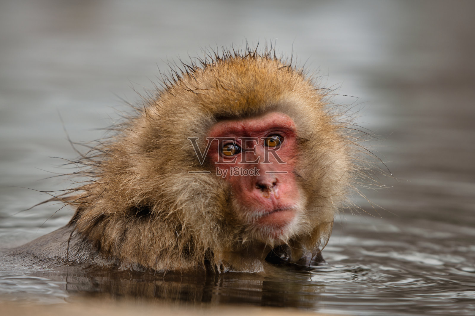 日本猕猴进入温泉照片摄影图片