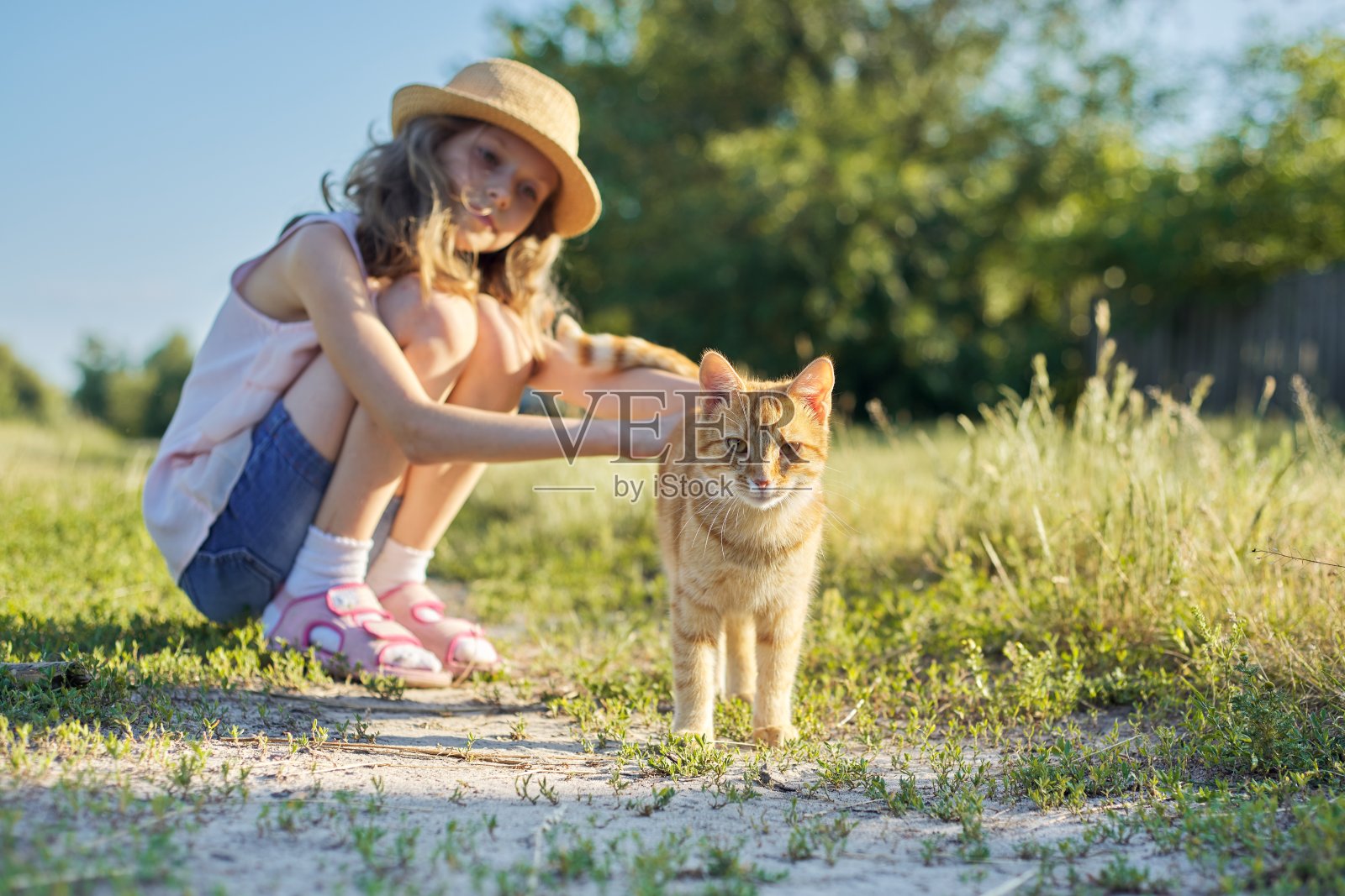 在阳光明媚的夏日，红猫看着相机，小女孩抚摸着小猫照片摄影图片