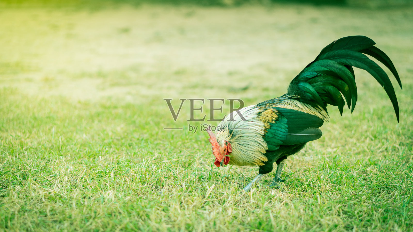 那只雄鸡在青草上吃得闪闪发光。照片摄影图片