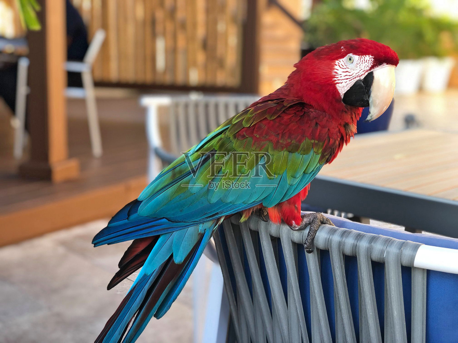 加勒比海红绿翼金刚鹦鹉-荷兰圣马丁照片摄影图片