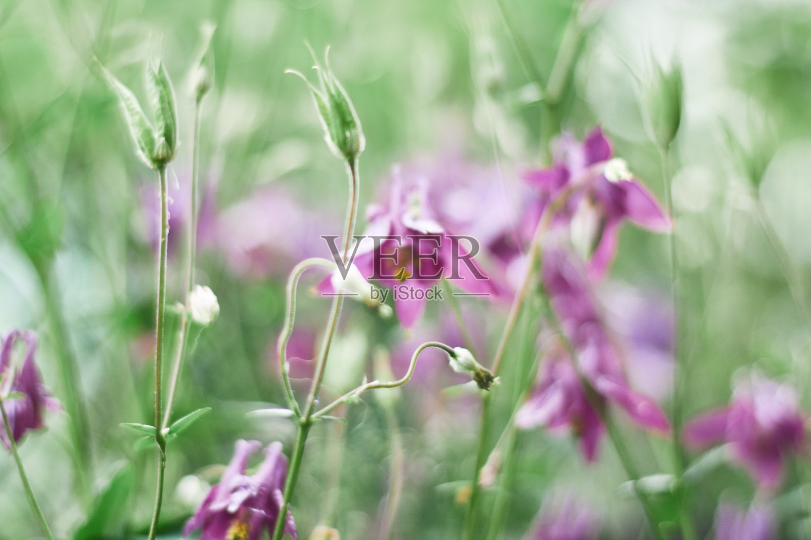 美丽模糊的背景与Aquilegia花。水彩的效果照片摄影图片