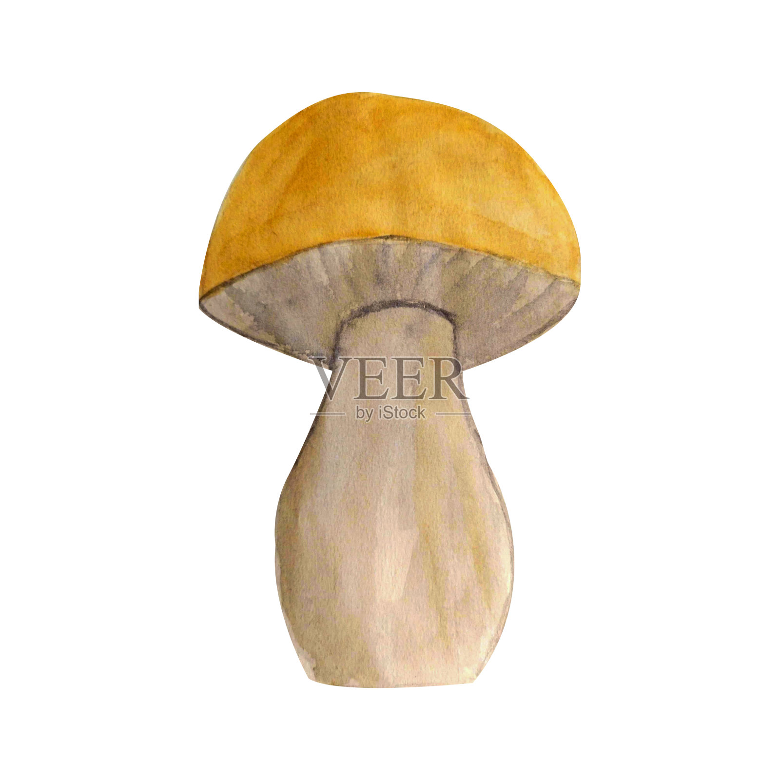 水彩孤立蘑菇插图上的白色背景。绘制蘑菇插图，用于纺织，印刷，网和平面设计设计元素图片