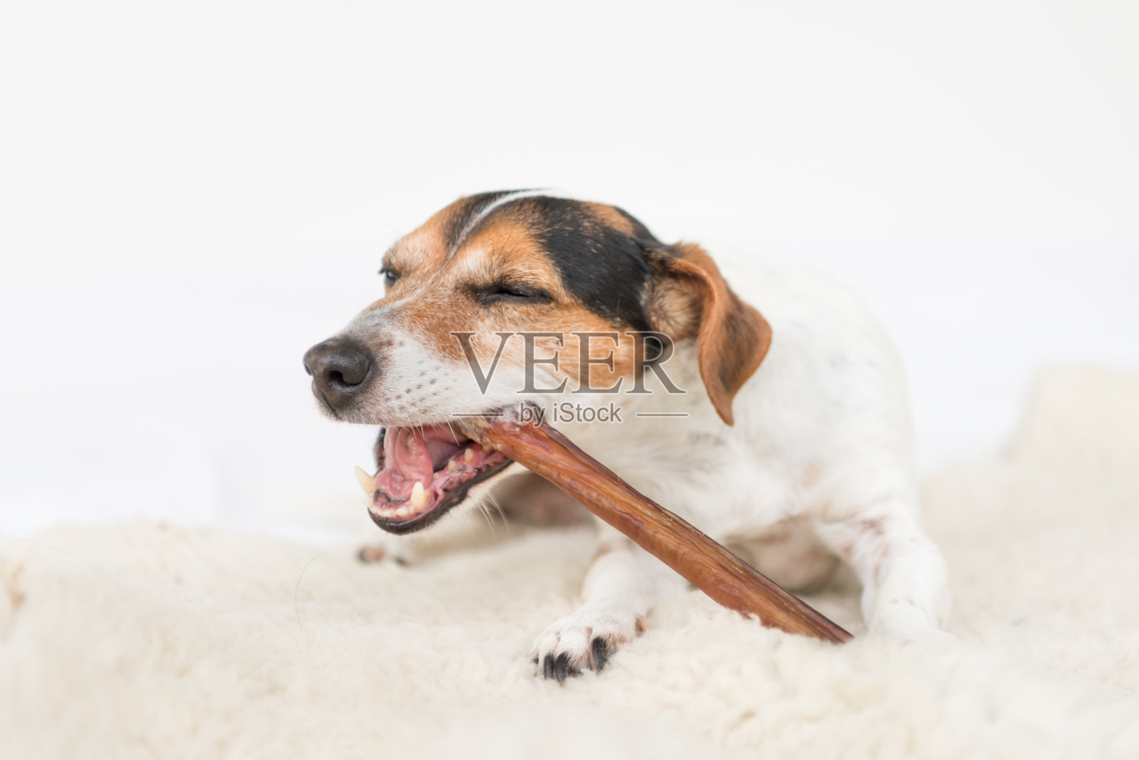 杰克罗素梗10岁-可爱的小狗吃东西和咀嚼享受。狗孤立的白色背景照片摄影图片