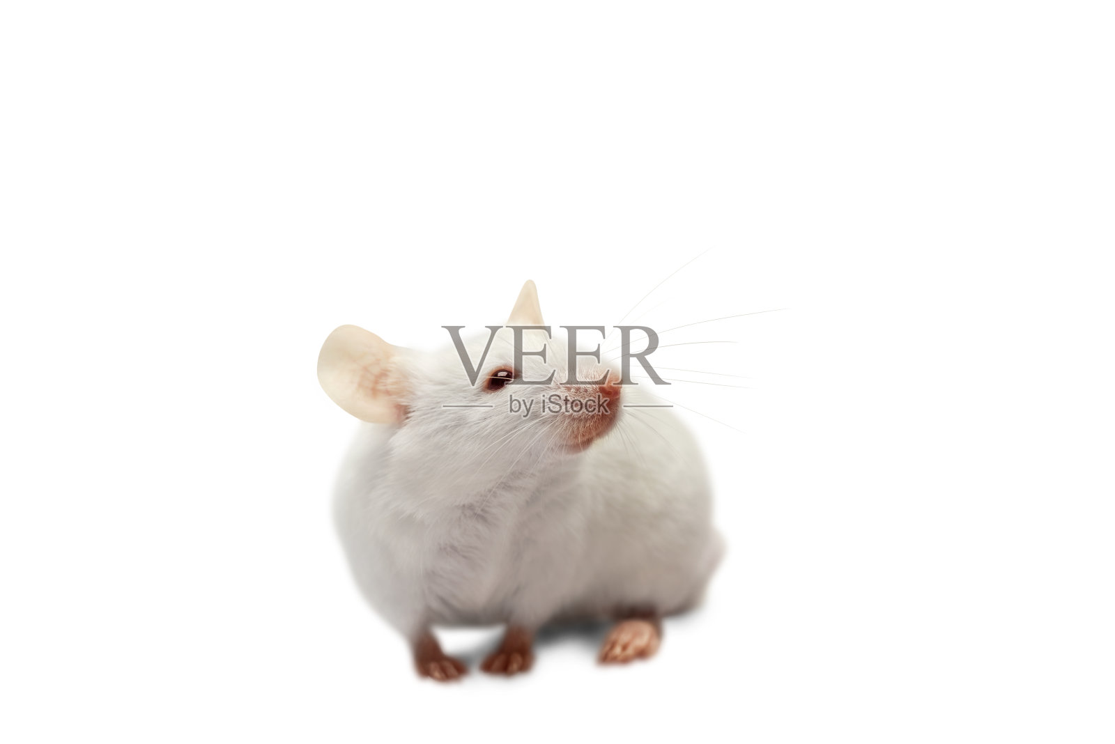 一个白色的老鼠照片摄影图片