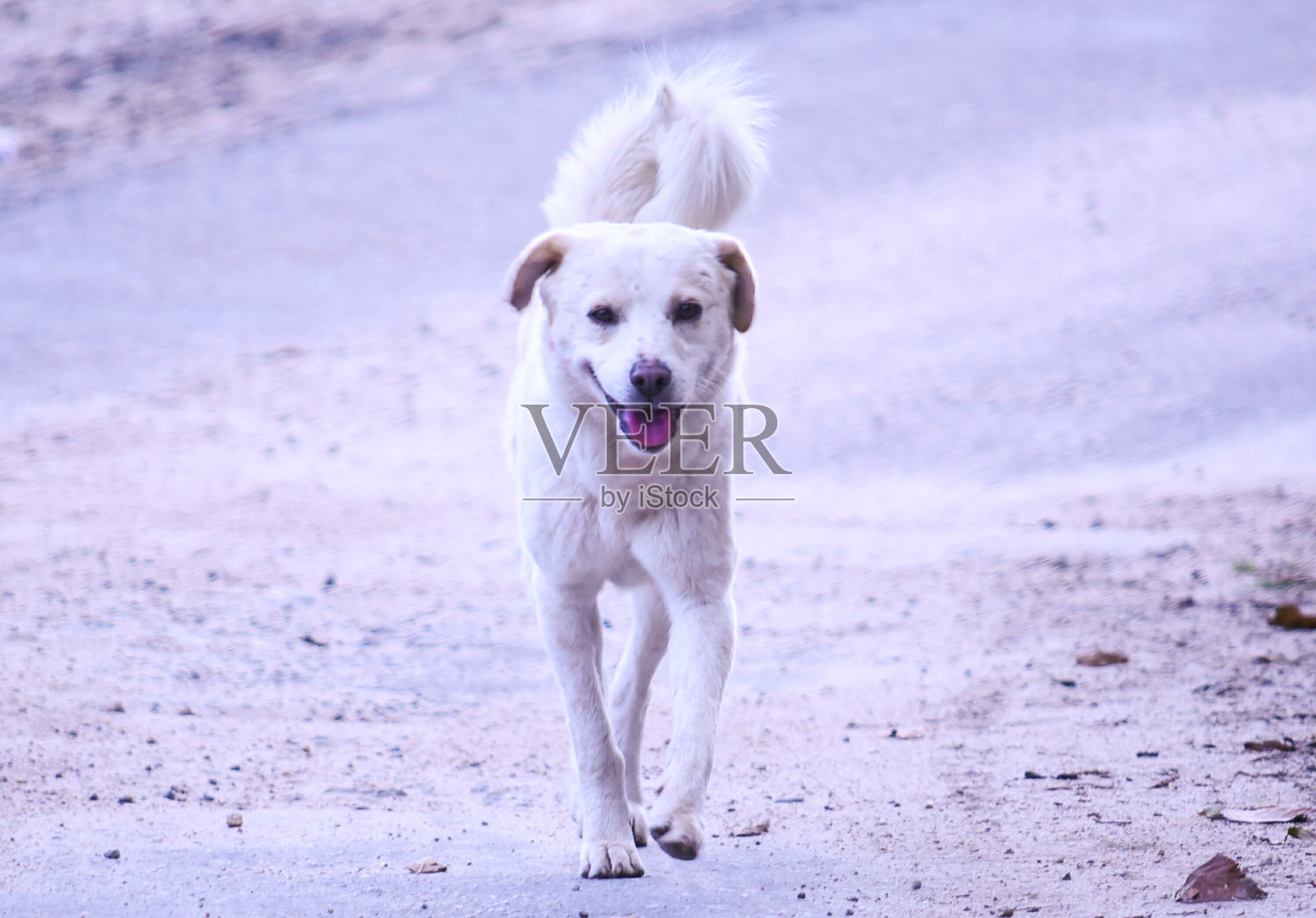 印度北部小镇Munsiyari的街道上，一只白色毛茸茸的黑眼睛狗兴高采烈地走在街上照片摄影图片