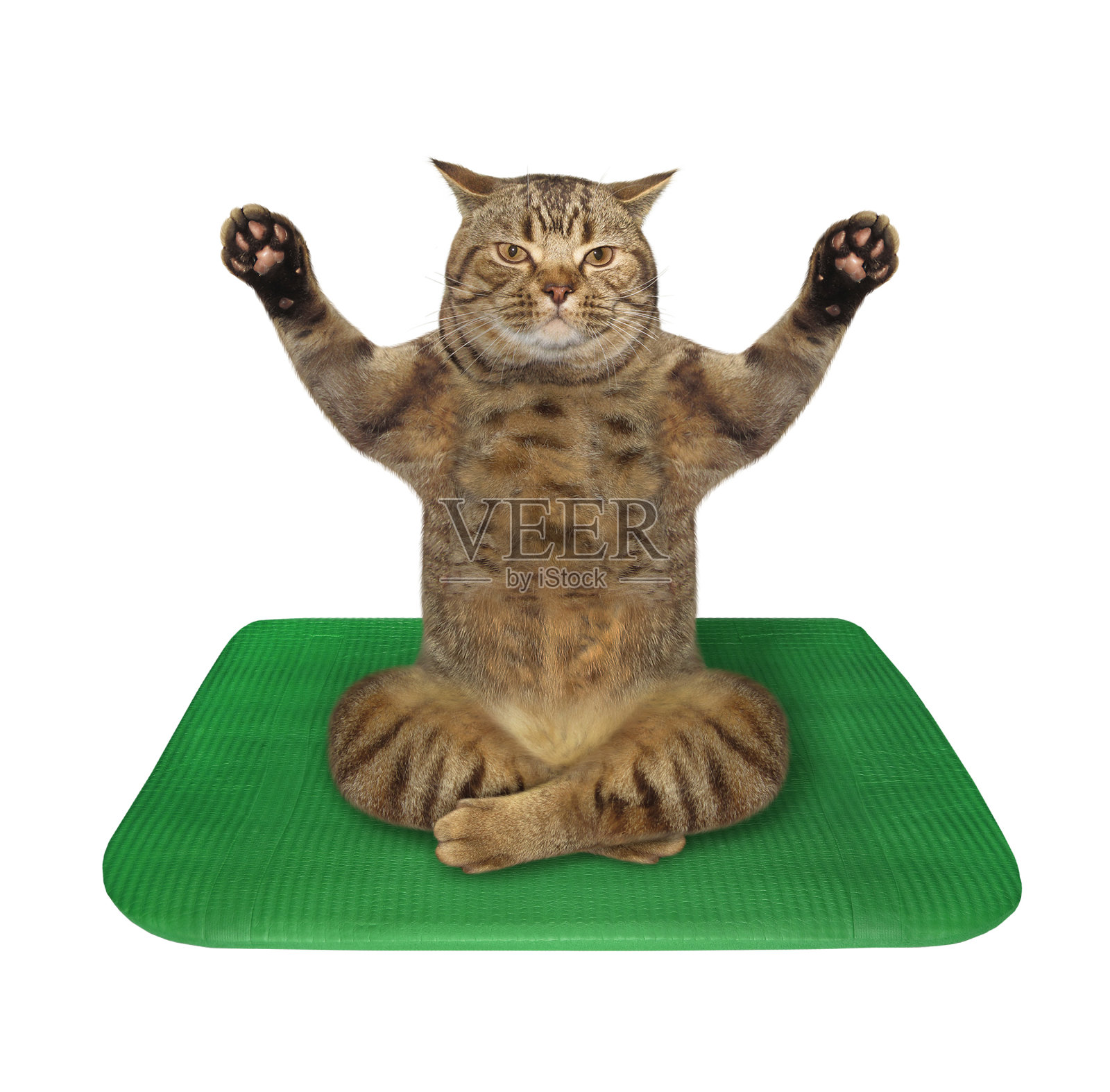 猫咪练习瑜伽照片摄影图片