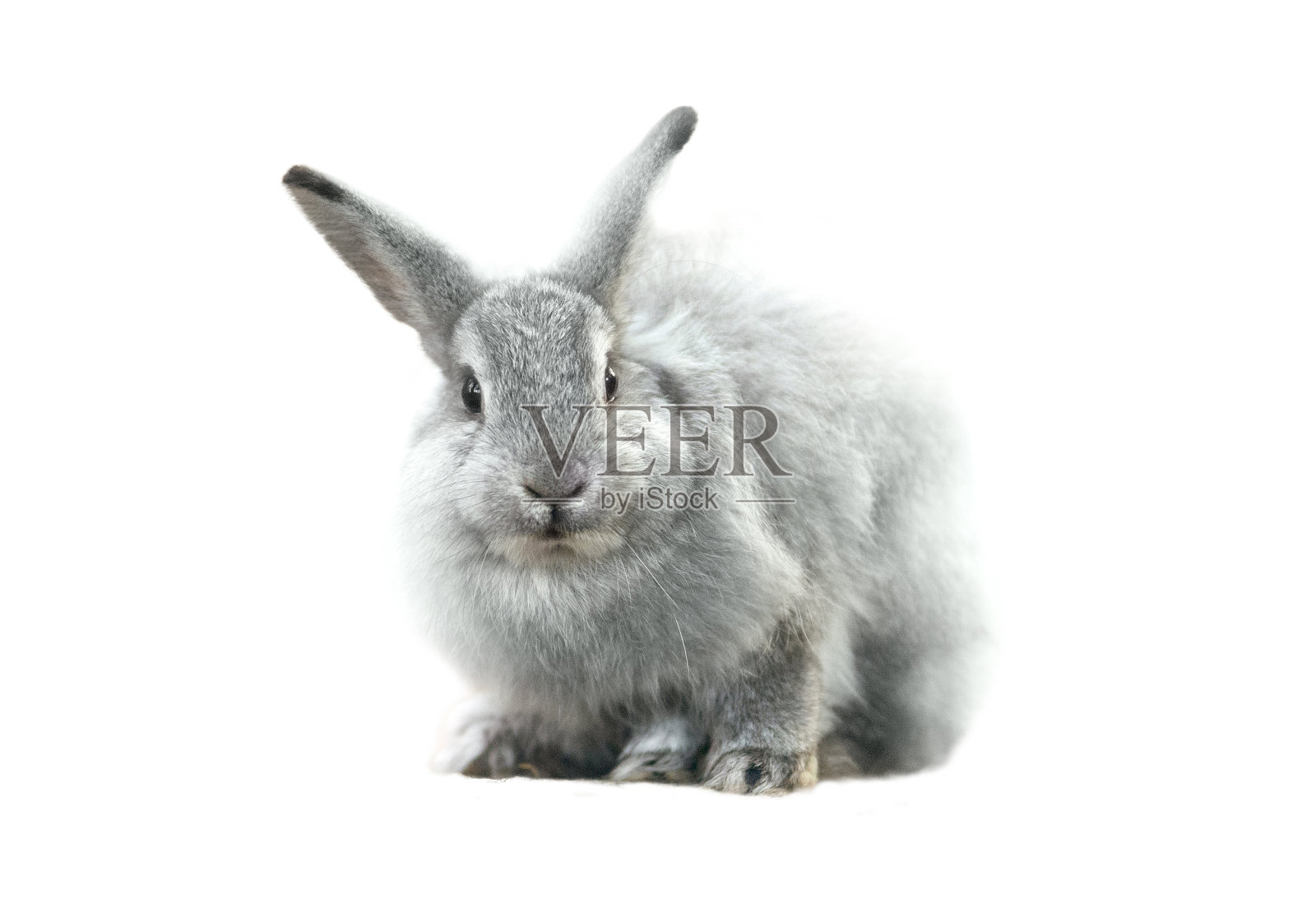 可爱的灰色毛茸茸的兔子孤立在白色的背景照片摄影图片