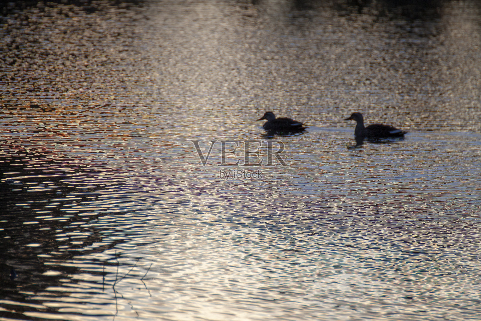日落时分，两只鸭子在池塘里游泳照片摄影图片