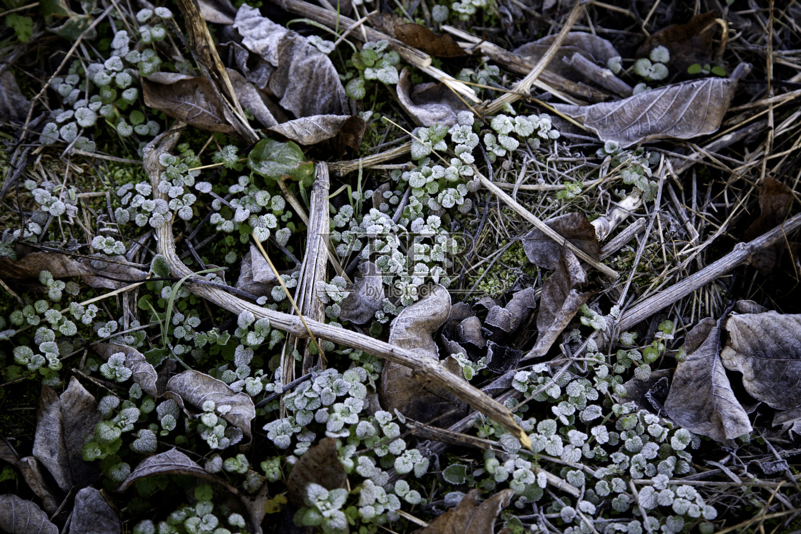 树叶和草上结霜照片摄影图片