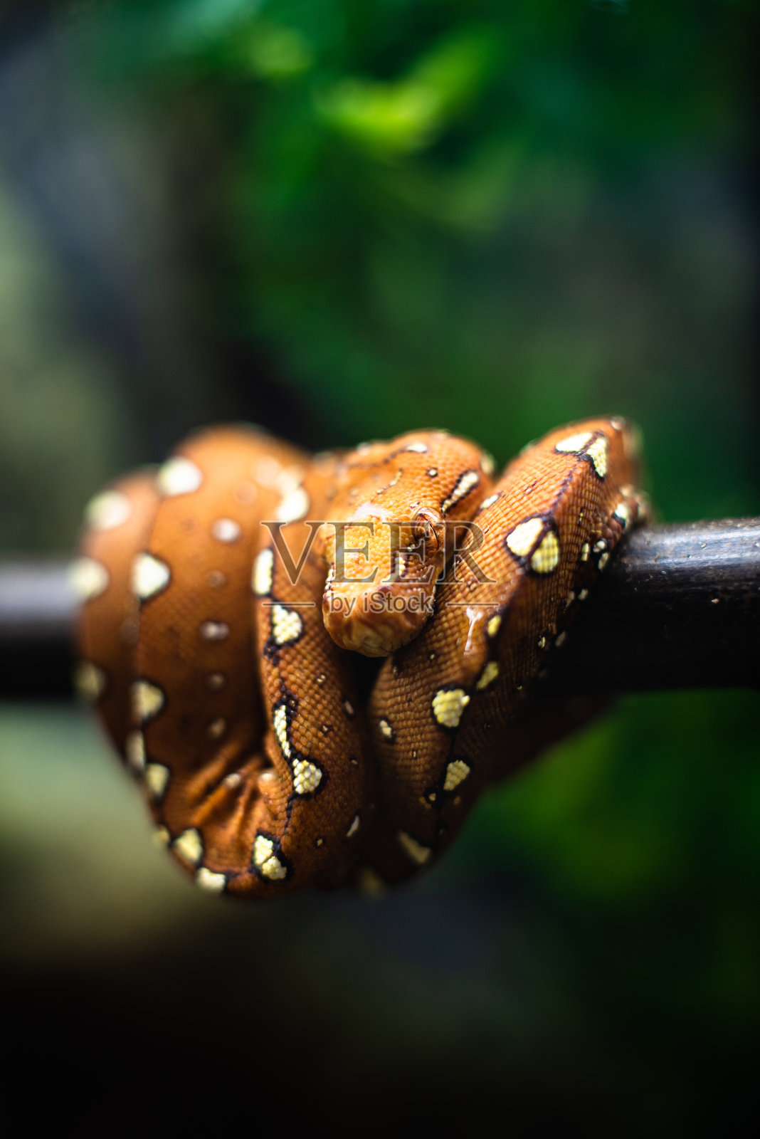 特写的一个小蛇的头，橙色的背景，绿色的叶子dof尖锐的焦点空间，文字宏观爬行动物丛林水族馆的家宠物可爱照片摄影图片
